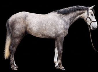 "Rico" Dapple Grey Gelding All Rounder