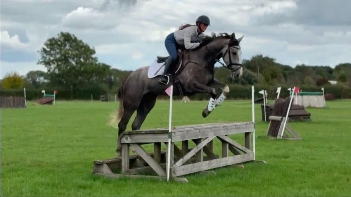 "Rico" Dapple Grey Gelding All Rounder