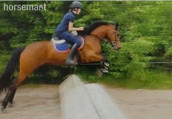 "King" Bay Gelding Mountain & Moorland Pony