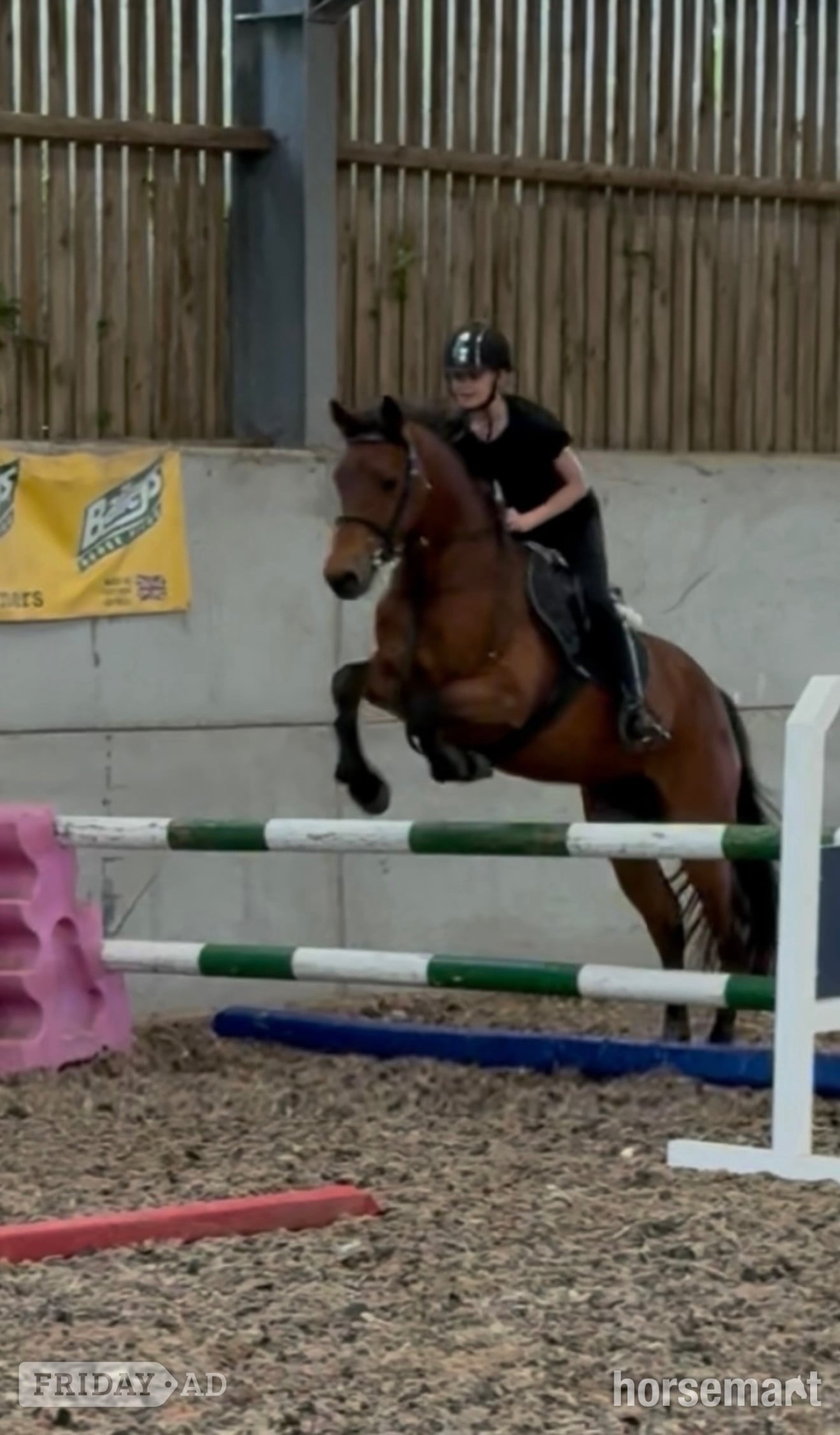 "King" Bay Gelding Mountain & Moorland Pony - Horses