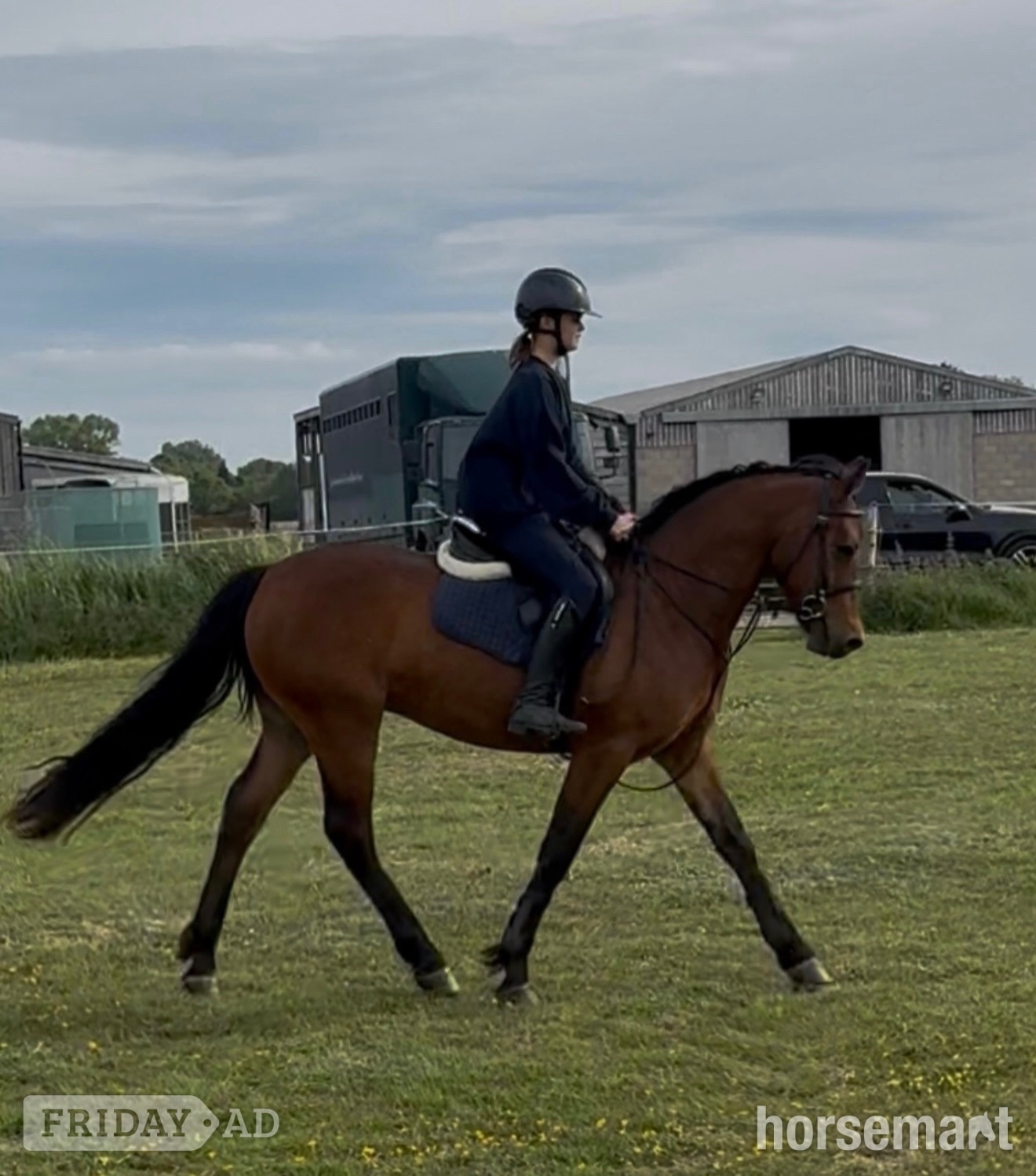 "King" Bay Gelding Mountain & Moorland Pony - Horses in Tarporley