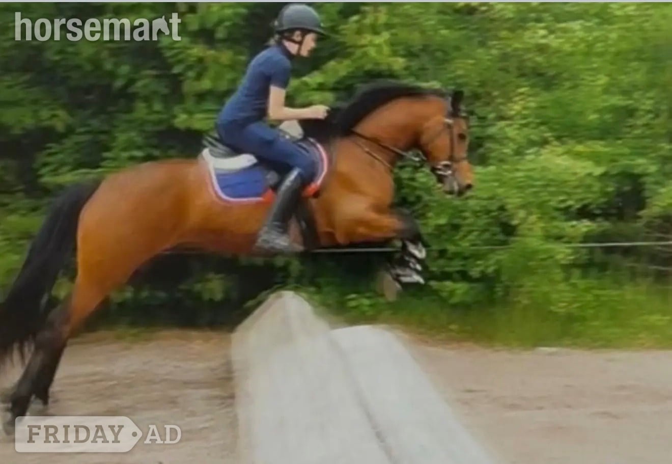 "King" Bay Gelding Mountain & Moorland Pony in Tarporley