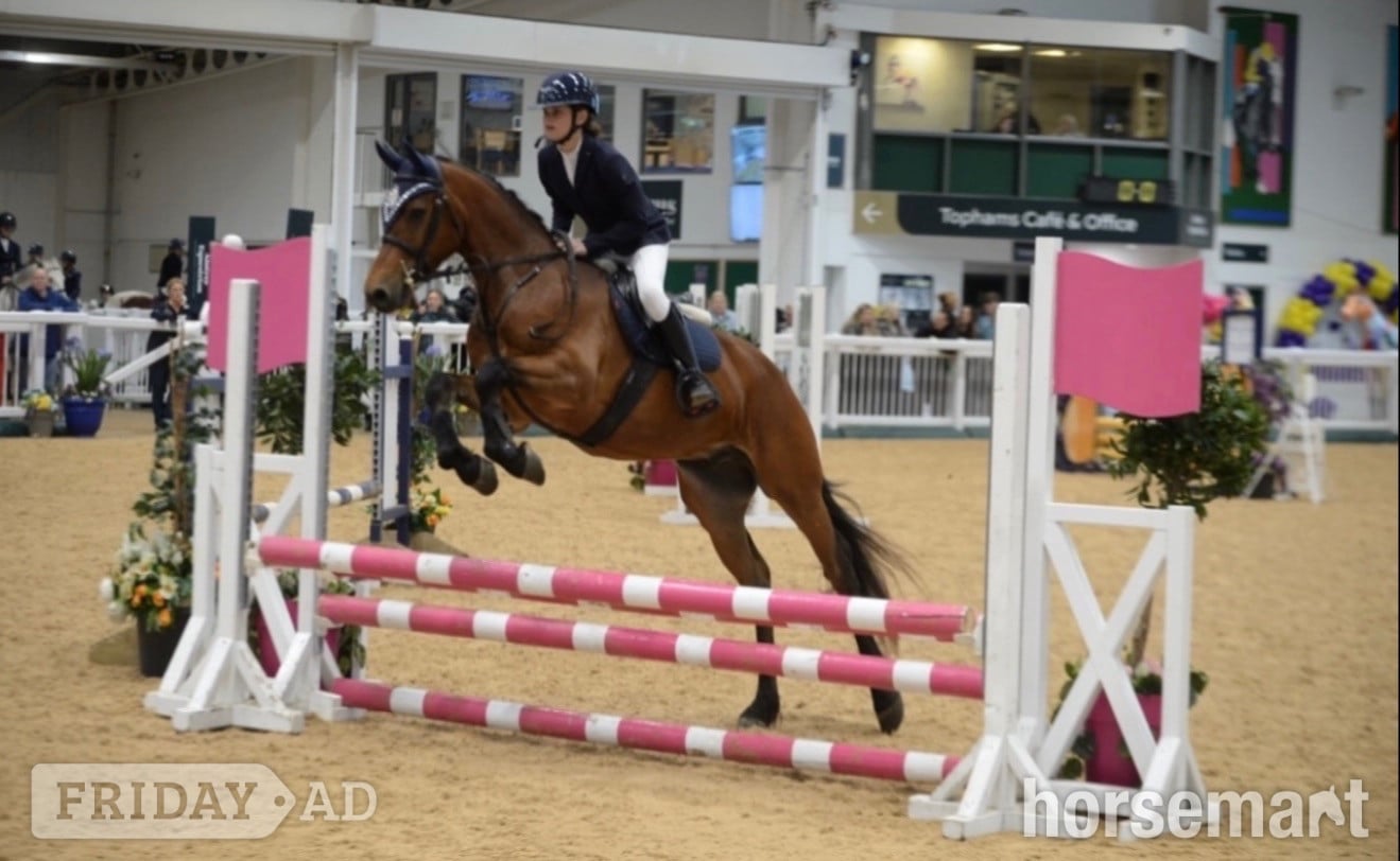 Tarporley "King" Bay Gelding Mountain & Moorland Pony