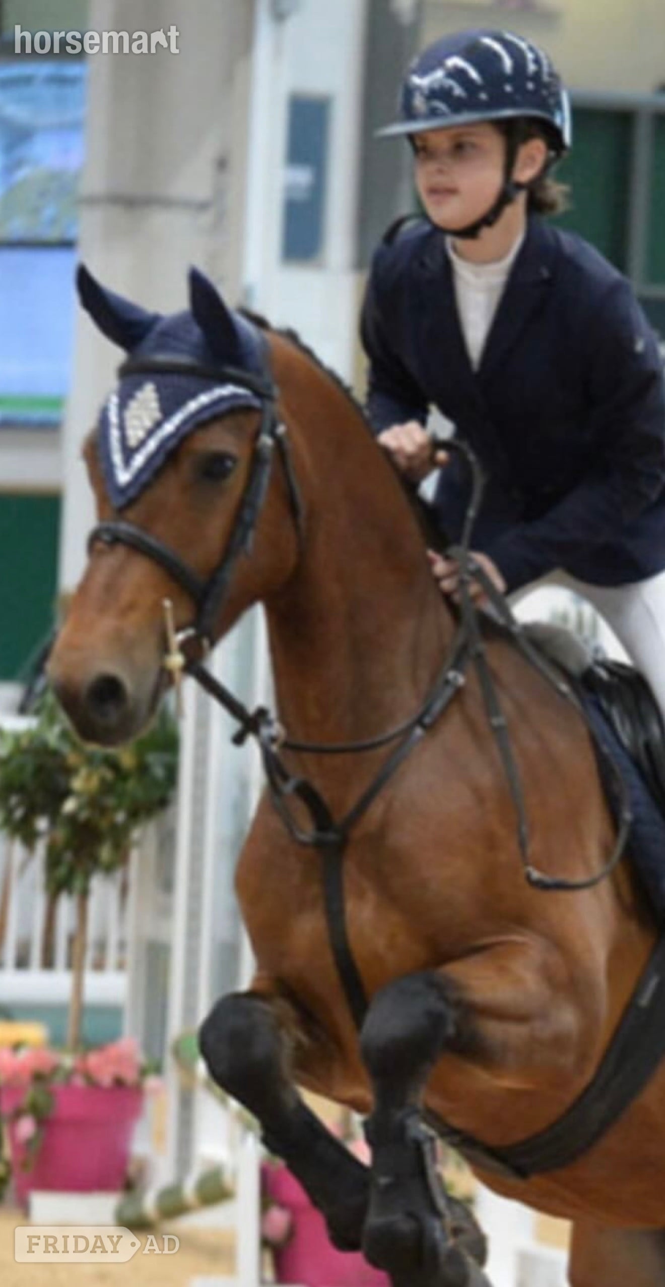 "King" Bay Gelding Mountain & Moorland Pony