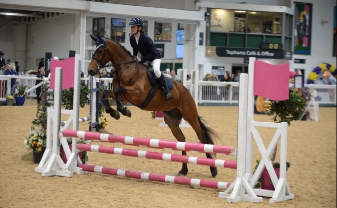 Tarporley "King" Bay Gelding Mountain & Moorland Pony