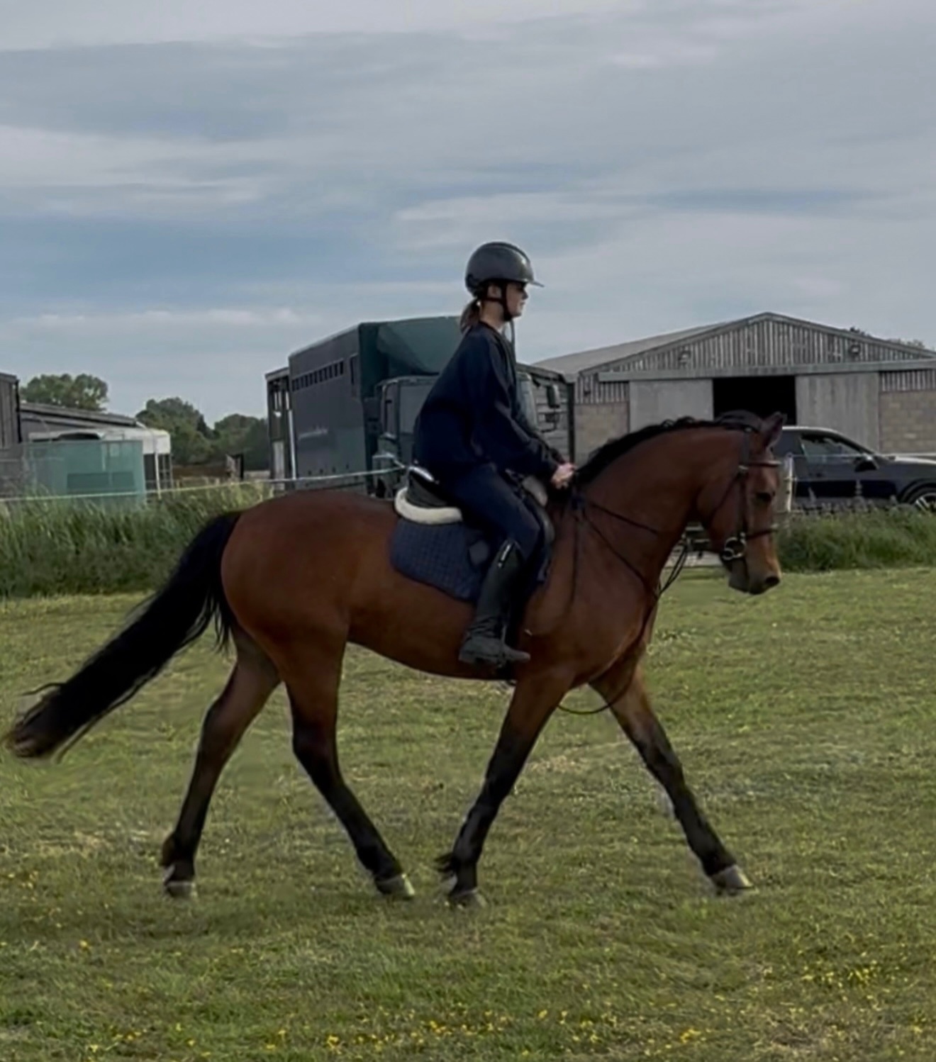 "King" Bay Gelding Mountain & Moorland Pony - Horses in Tarporley