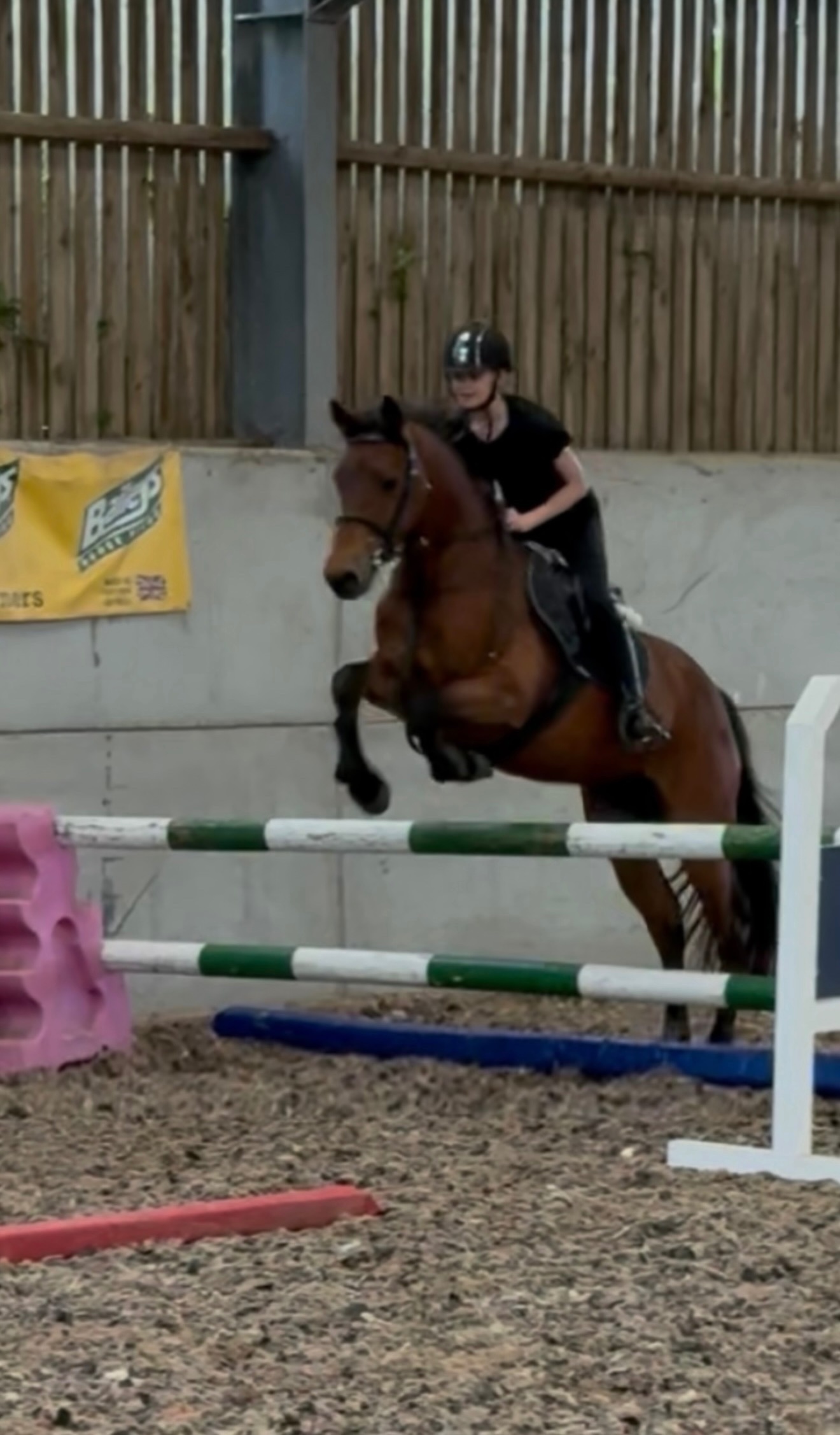 "King" Bay Gelding Mountain & Moorland Pony - Horses