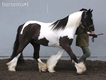 "Diesel" Piebald Gelding Coloured