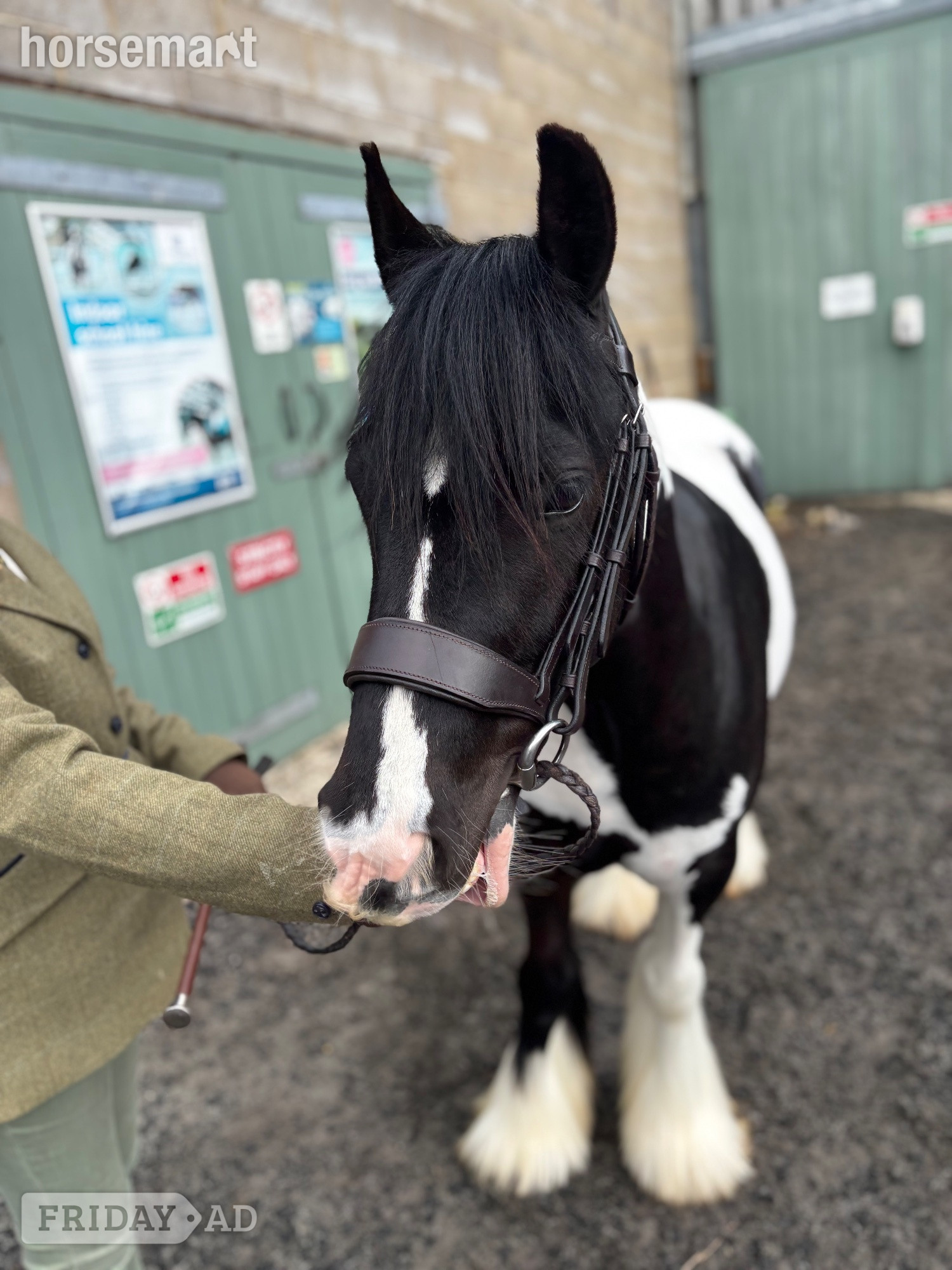 Wisbech "Diesel" Piebald Gelding Coloured