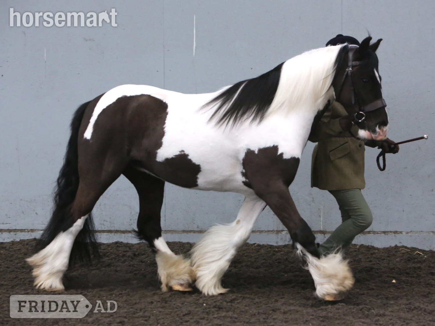 "Diesel" Piebald Gelding Coloured in Wisbech