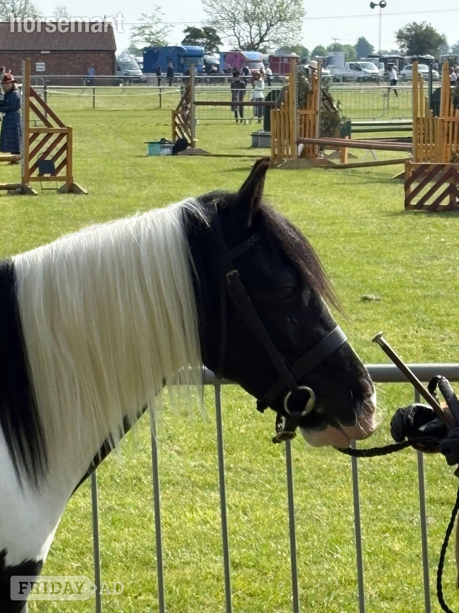 "Diesel" Piebald Gelding Coloured - Horses