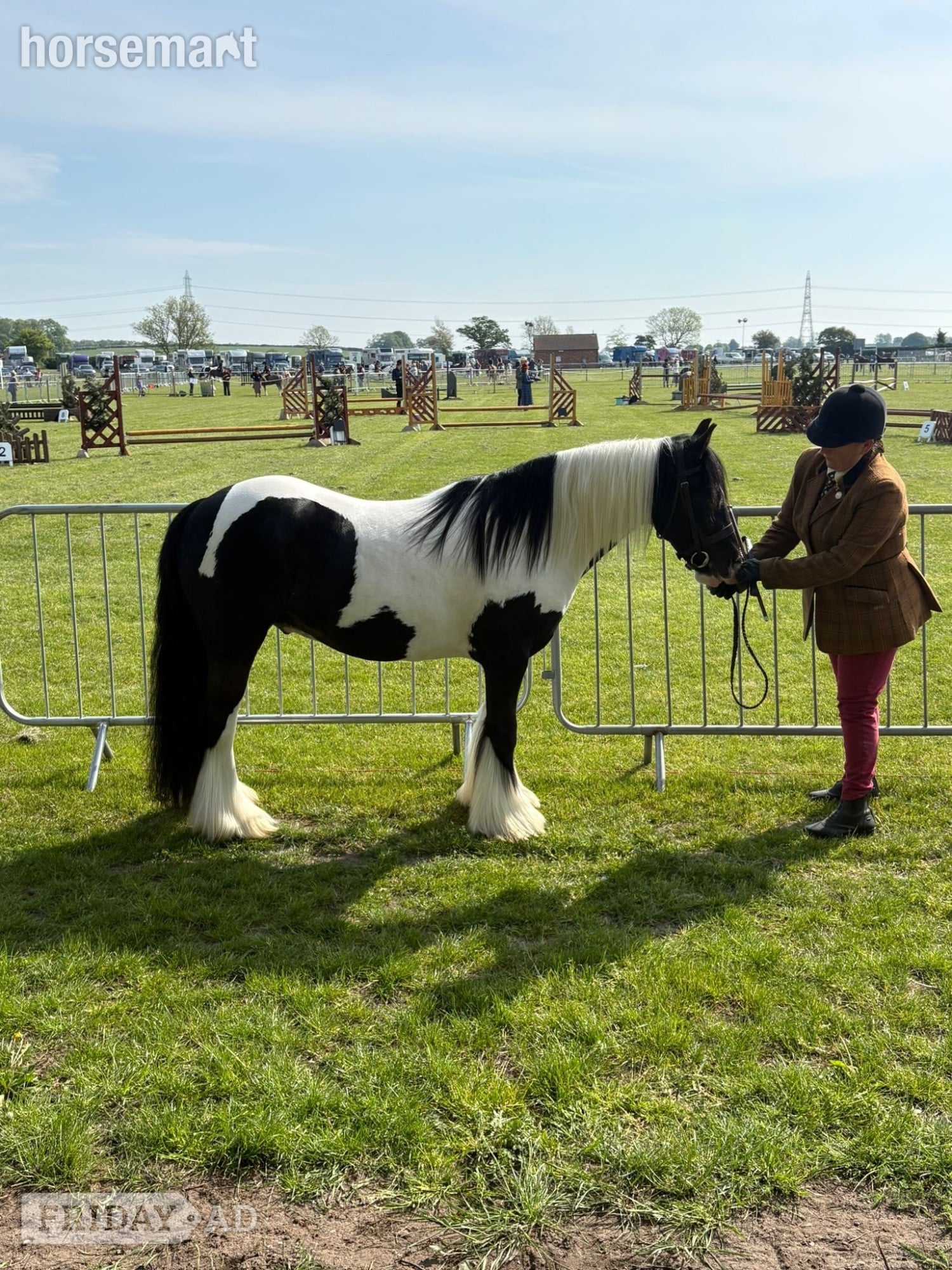 "Diesel" Piebald Gelding Coloured - Horses in Wisbech