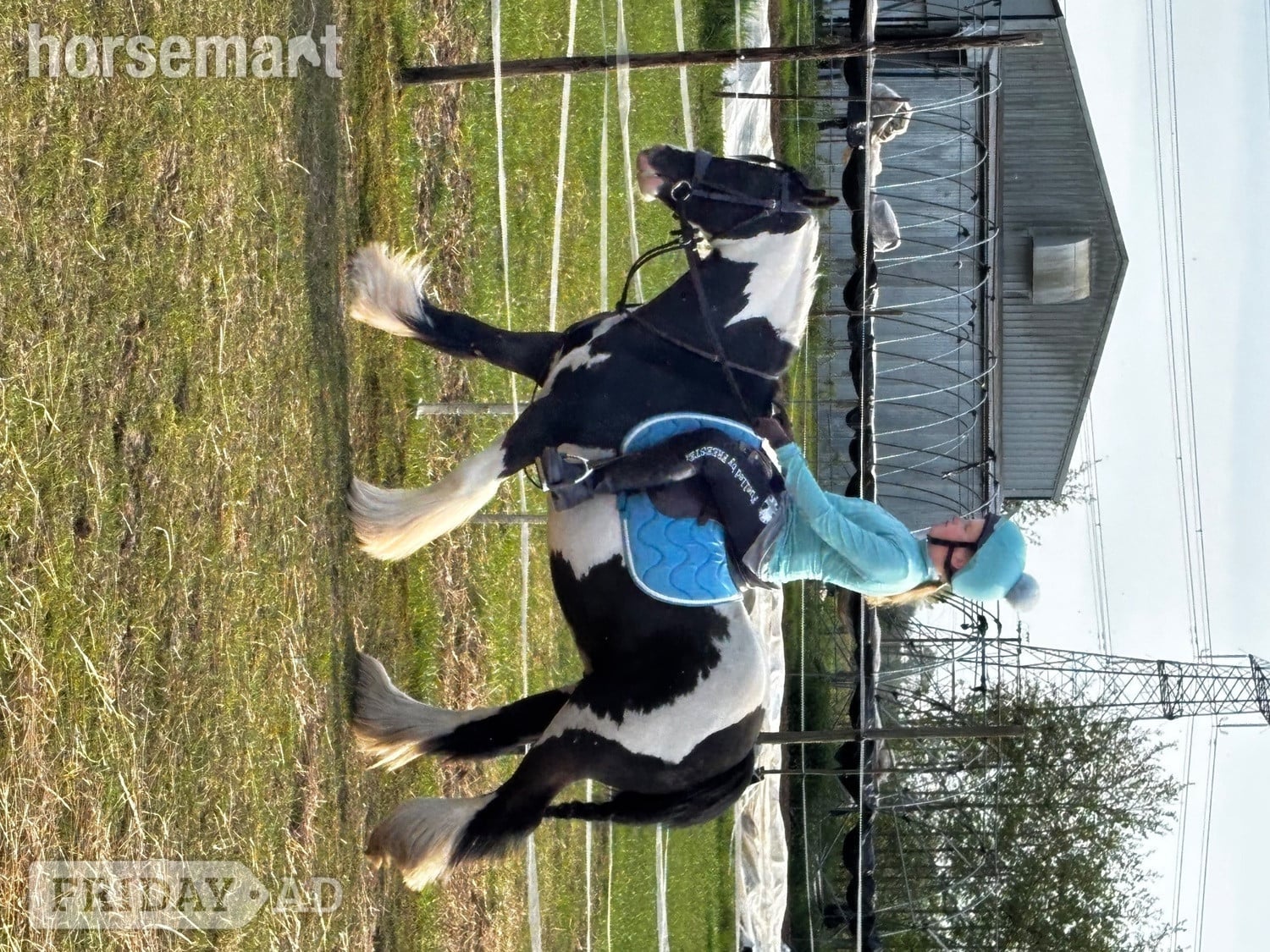 "Diesel" Piebald Gelding Coloured