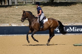 "Gettingawaywithit " Bay Gelding Ex Racehorse