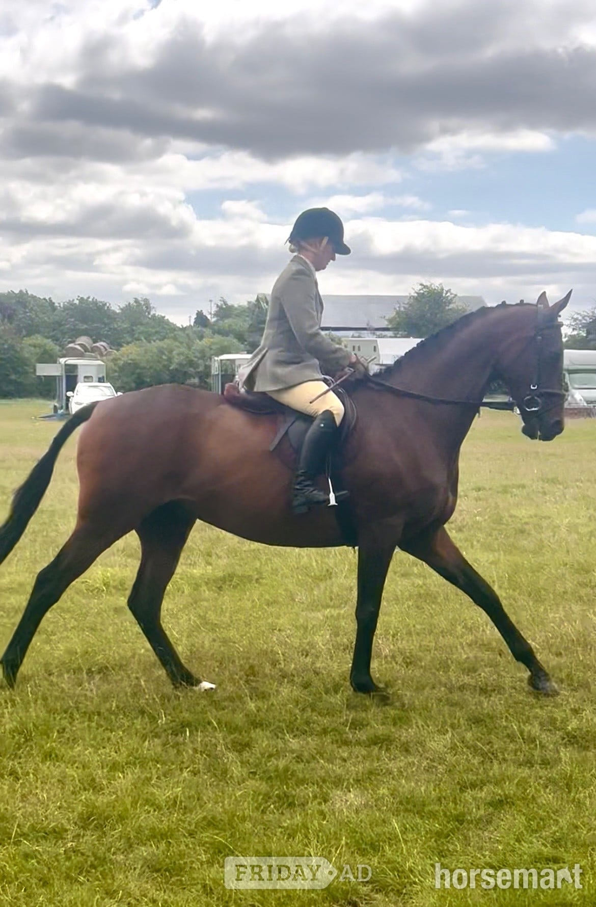 Rugby "Gettingawaywithit " Bay Gelding Ex Racehorse