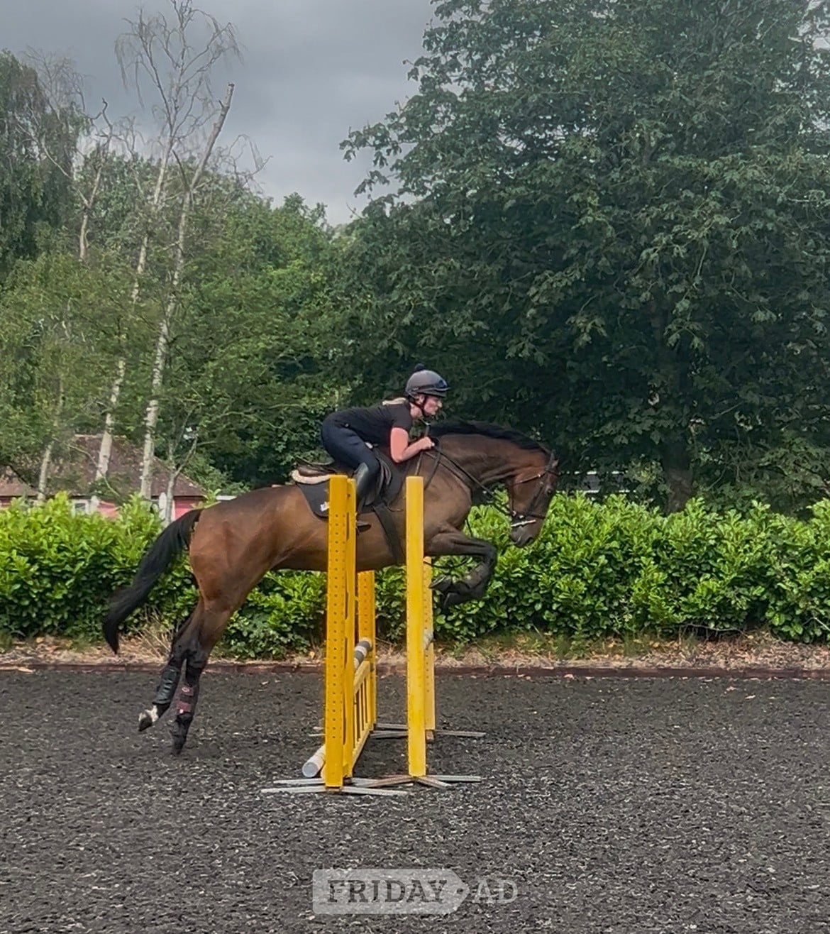 "Gettingawaywithit " Bay Gelding Ex Racehorse -  in Rugby
