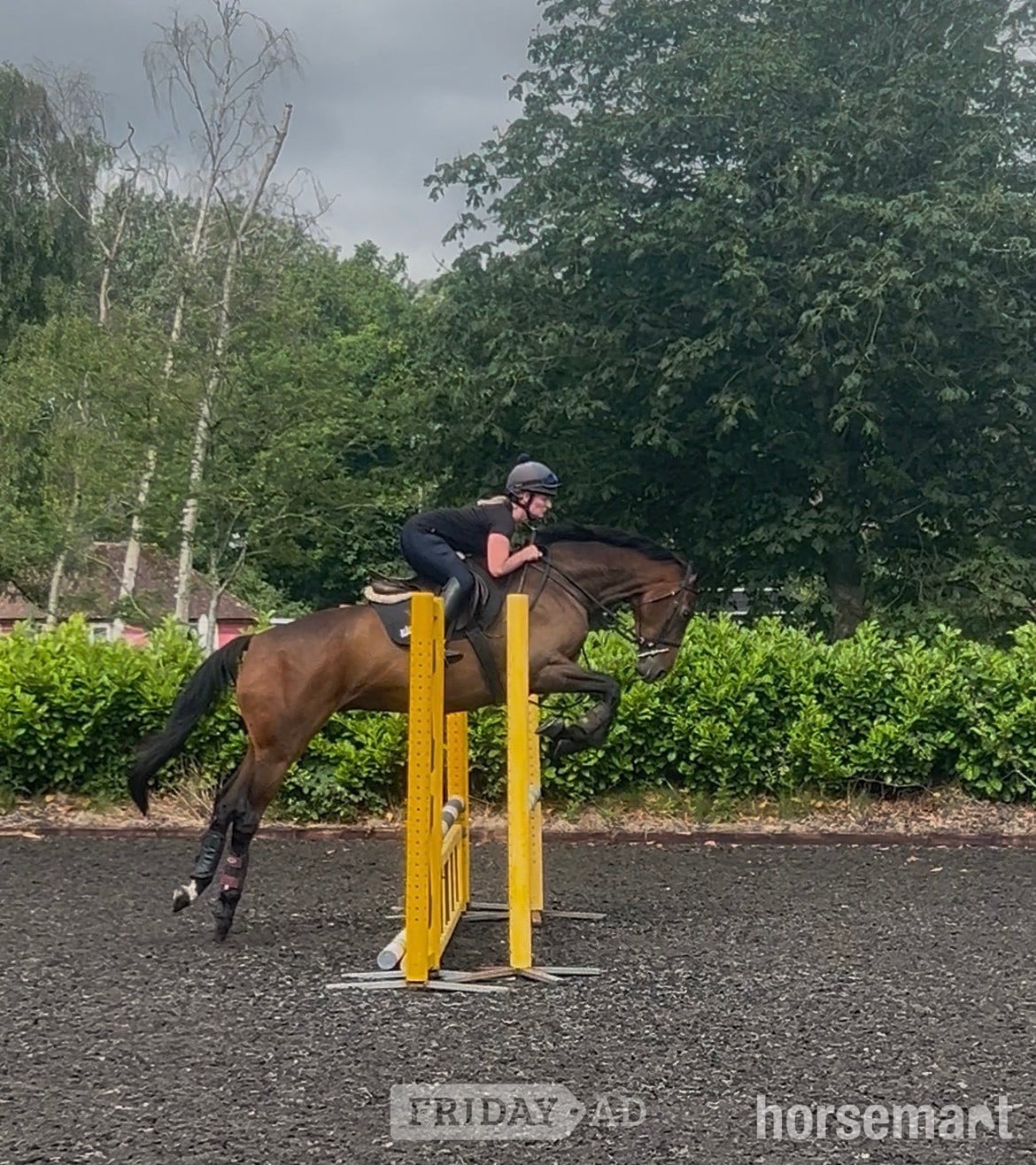 "Gettingawaywithit " Bay Gelding Ex Racehorse - Horses in Rugby