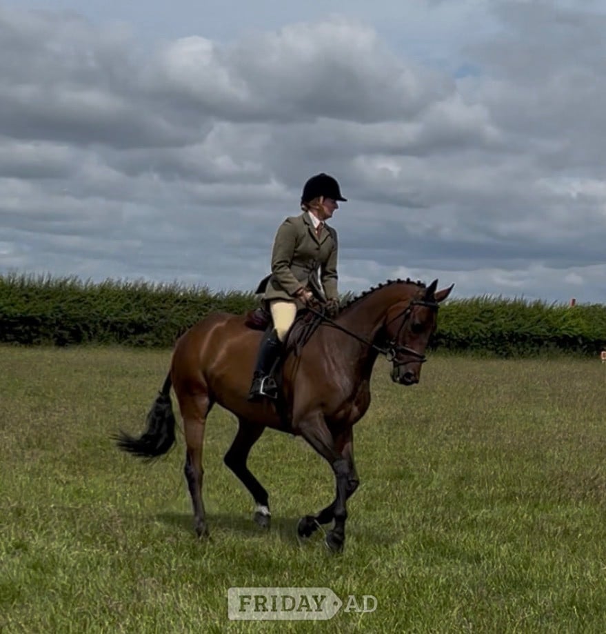 "Gettingawaywithit " Bay Gelding Ex Racehorse - 