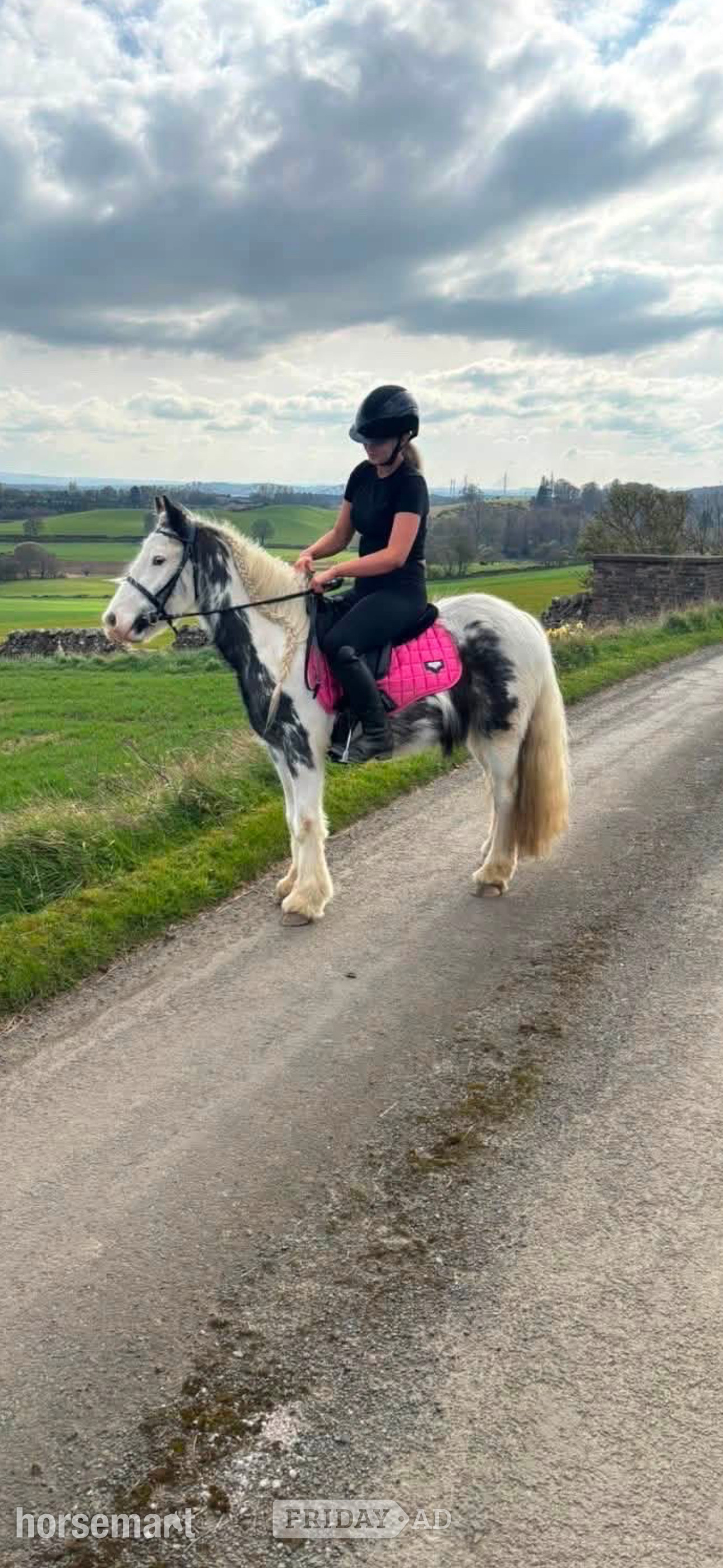 "Charlie - Bhoy " Other Colour Gelding Cob/Heavy Horse in Dunfermline