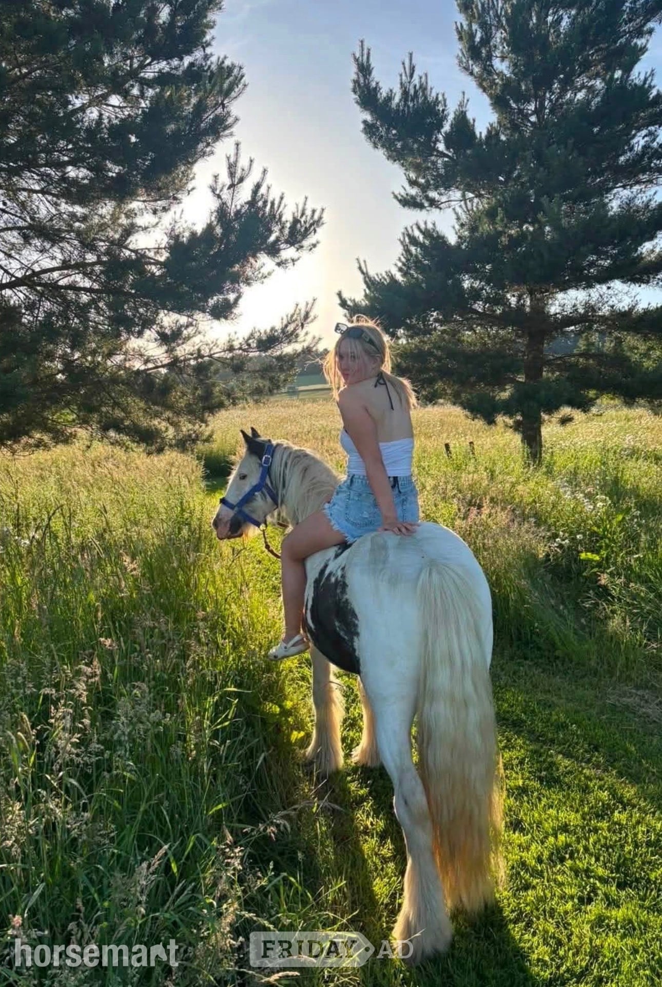 "Charlie - Bhoy " Other Colour Gelding Cob/Heavy Horse