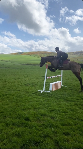 "Buddy" Bay Gelding All Rounder