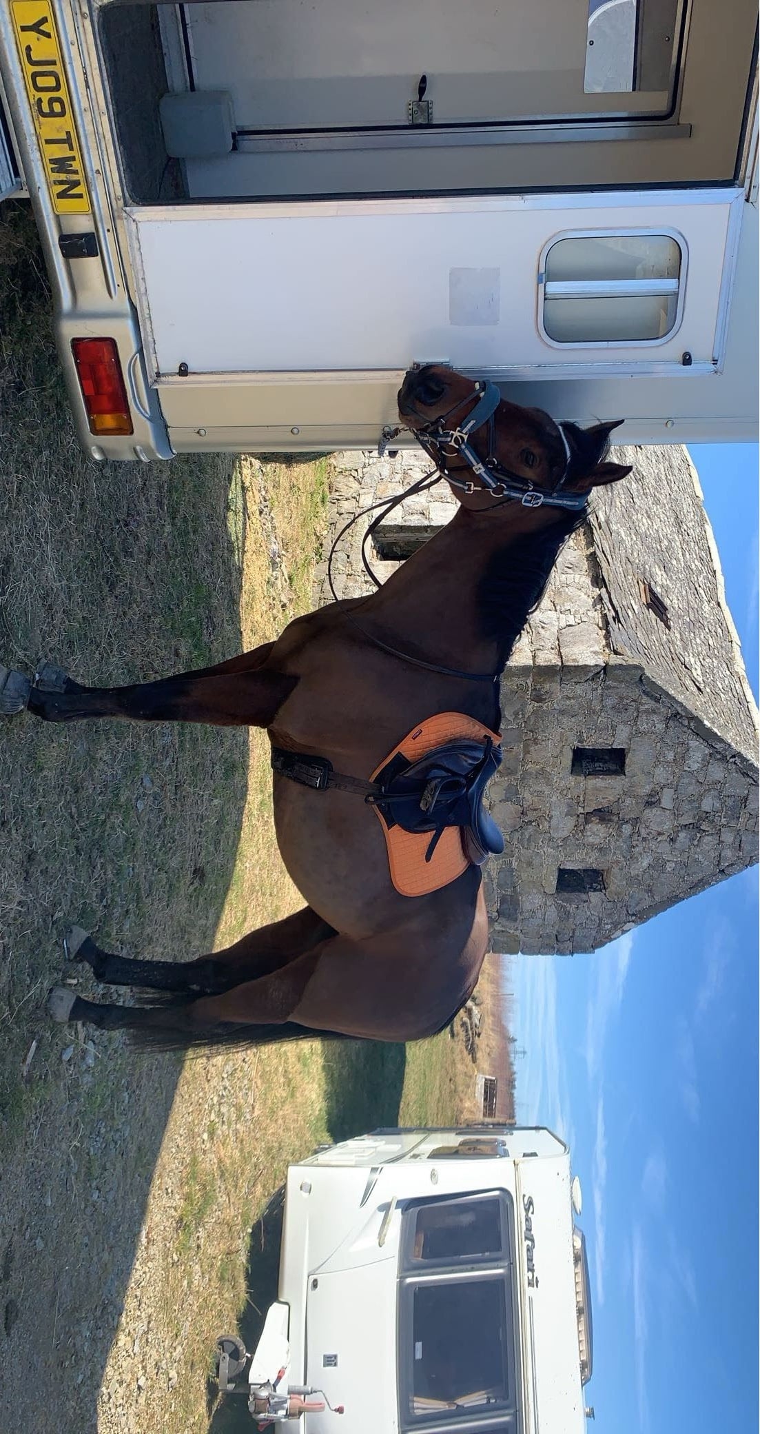 "Buddy" Bay Gelding All Rounder