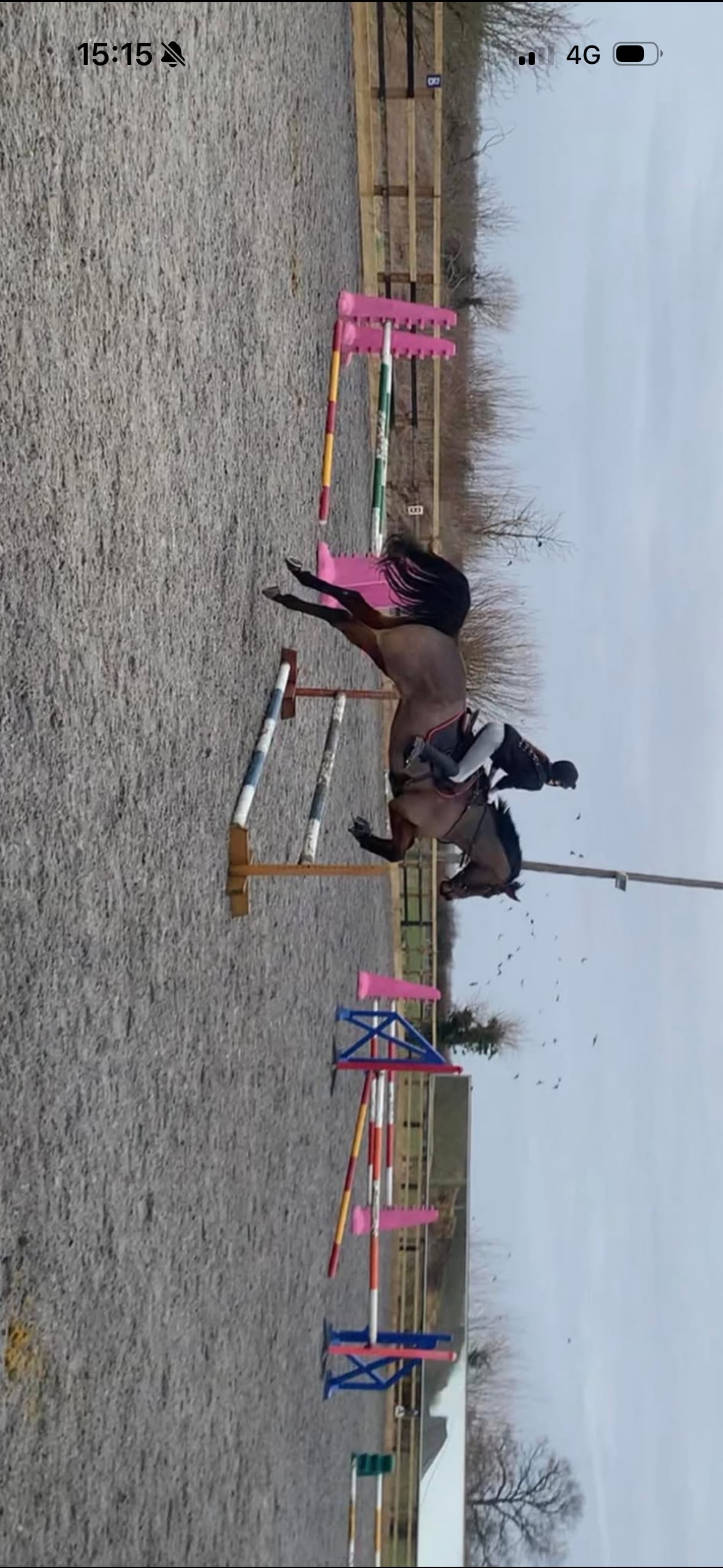 Huntly "Buddy" Bay Gelding All Rounder