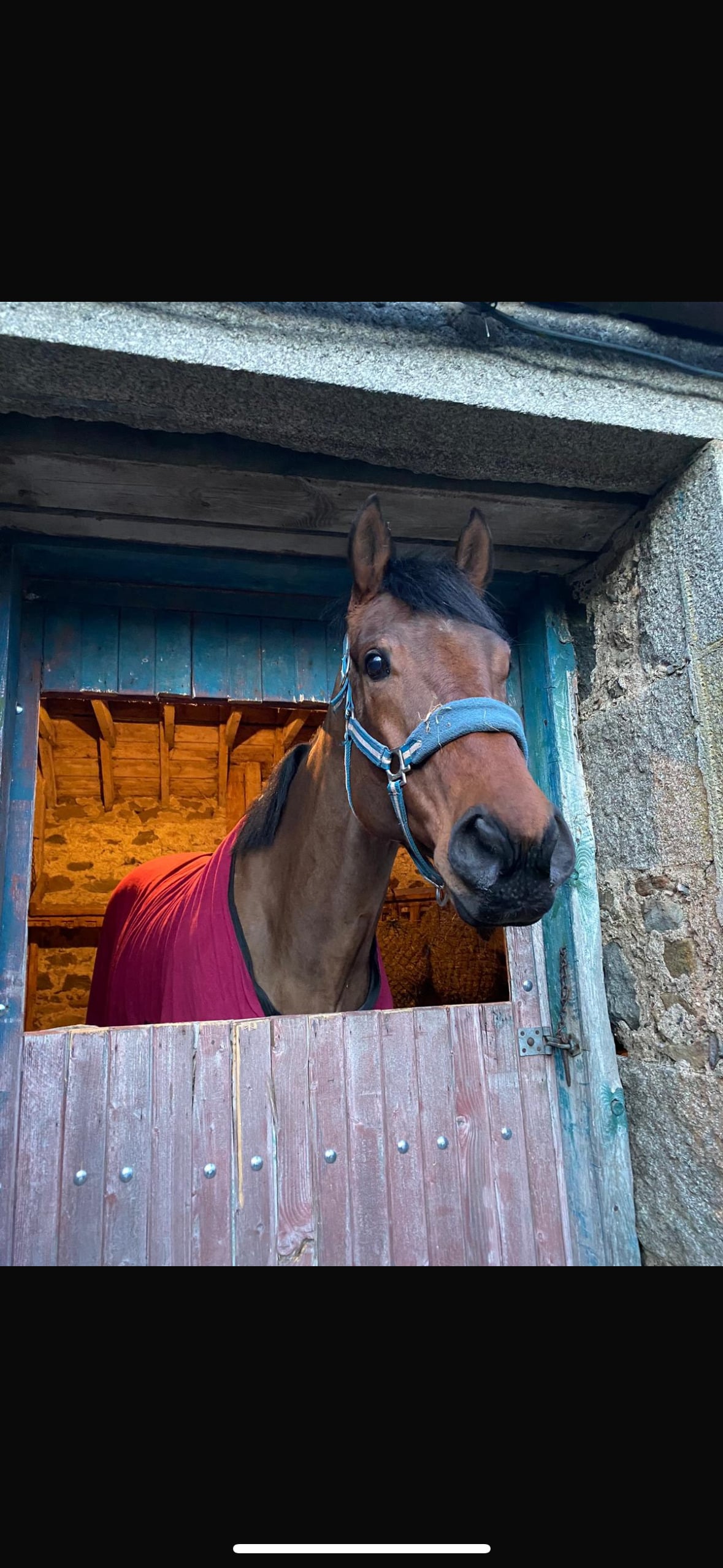 "Buddy" Bay Gelding All Rounder - Horses in Huntly