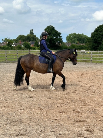 "Seren-Mai" Bay Mare All Rounder