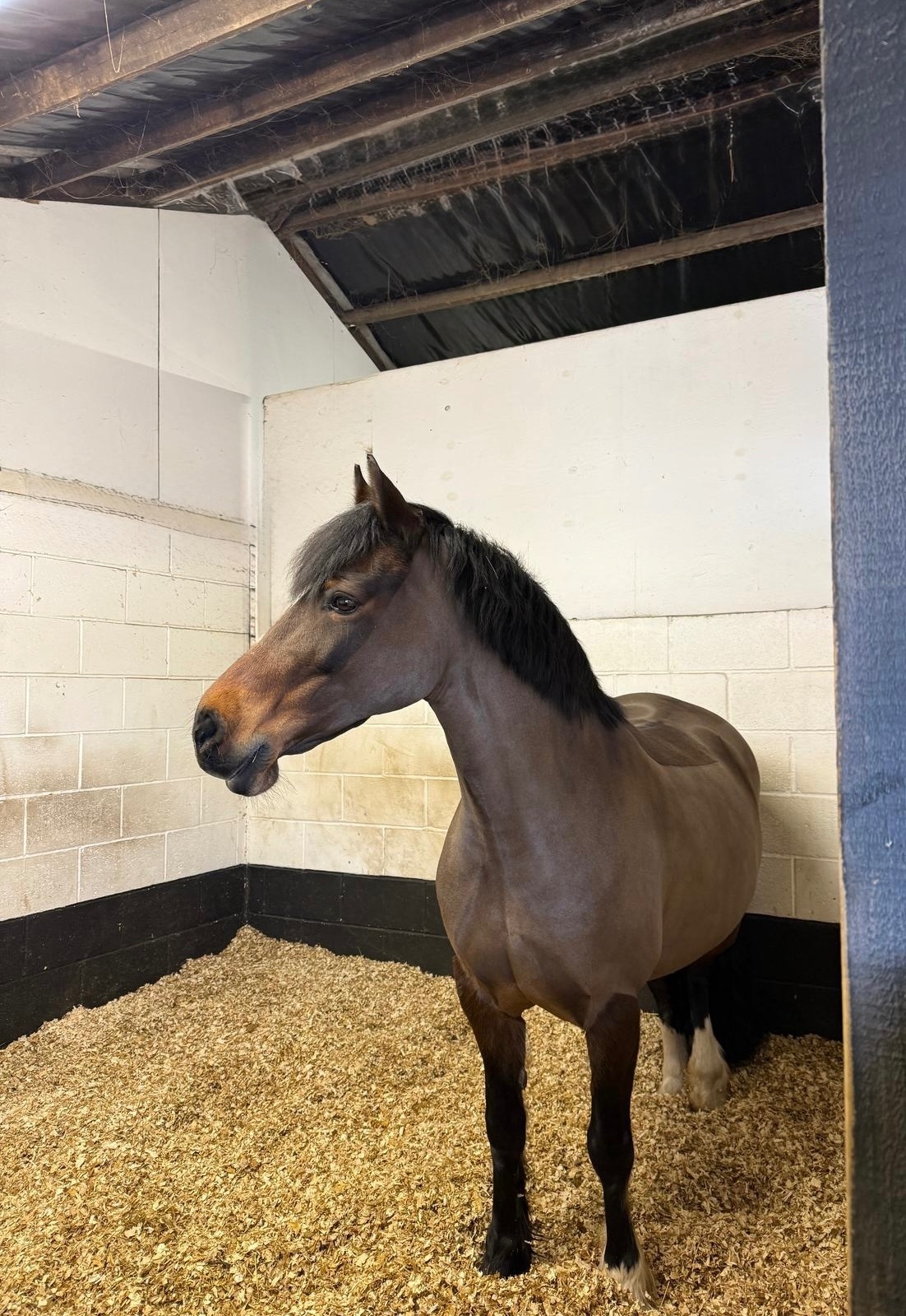 "Seren-Mai" Bay Mare All Rounder