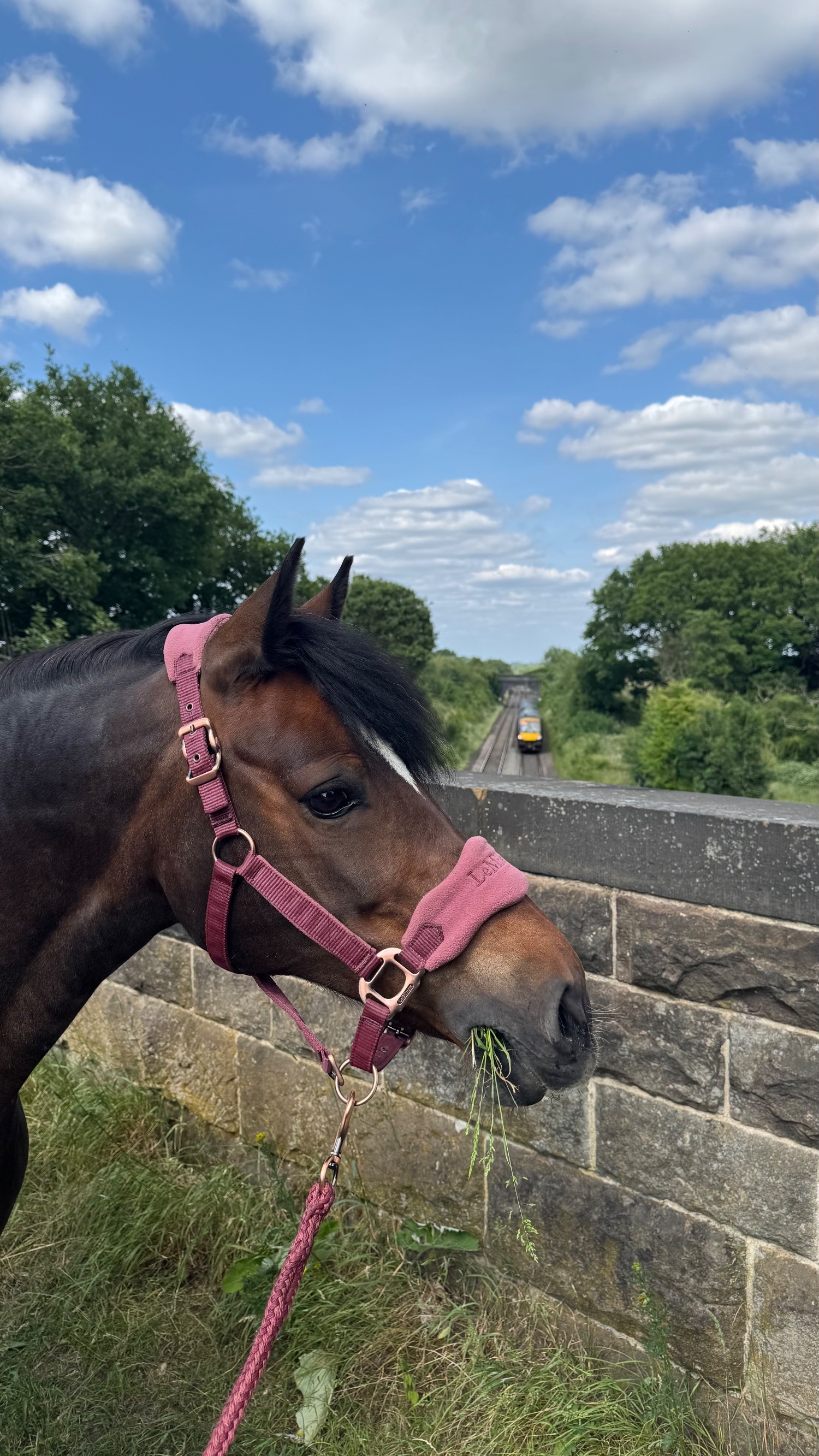 Lea Marston "Seren-Mai" Bay Mare All Rounder