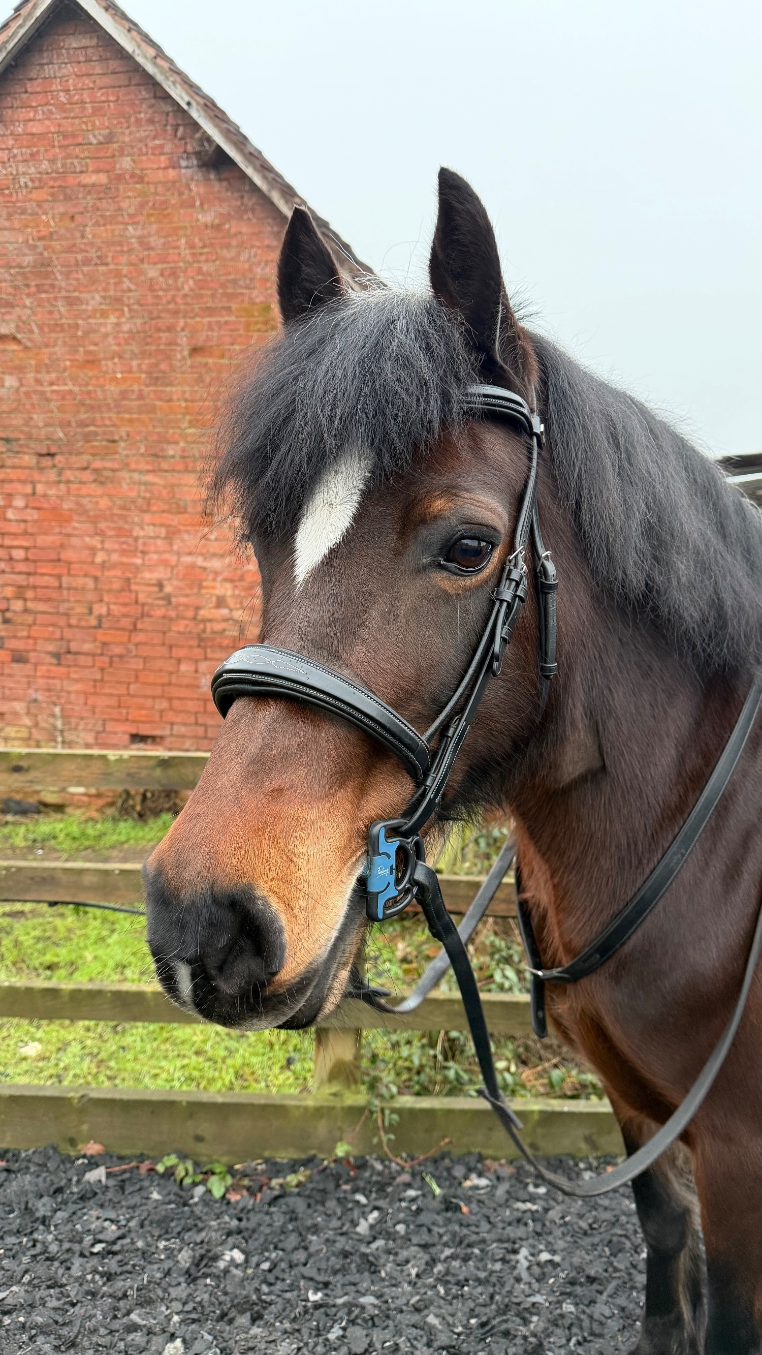 "Seren-Mai" Bay Mare All Rounder - Horses