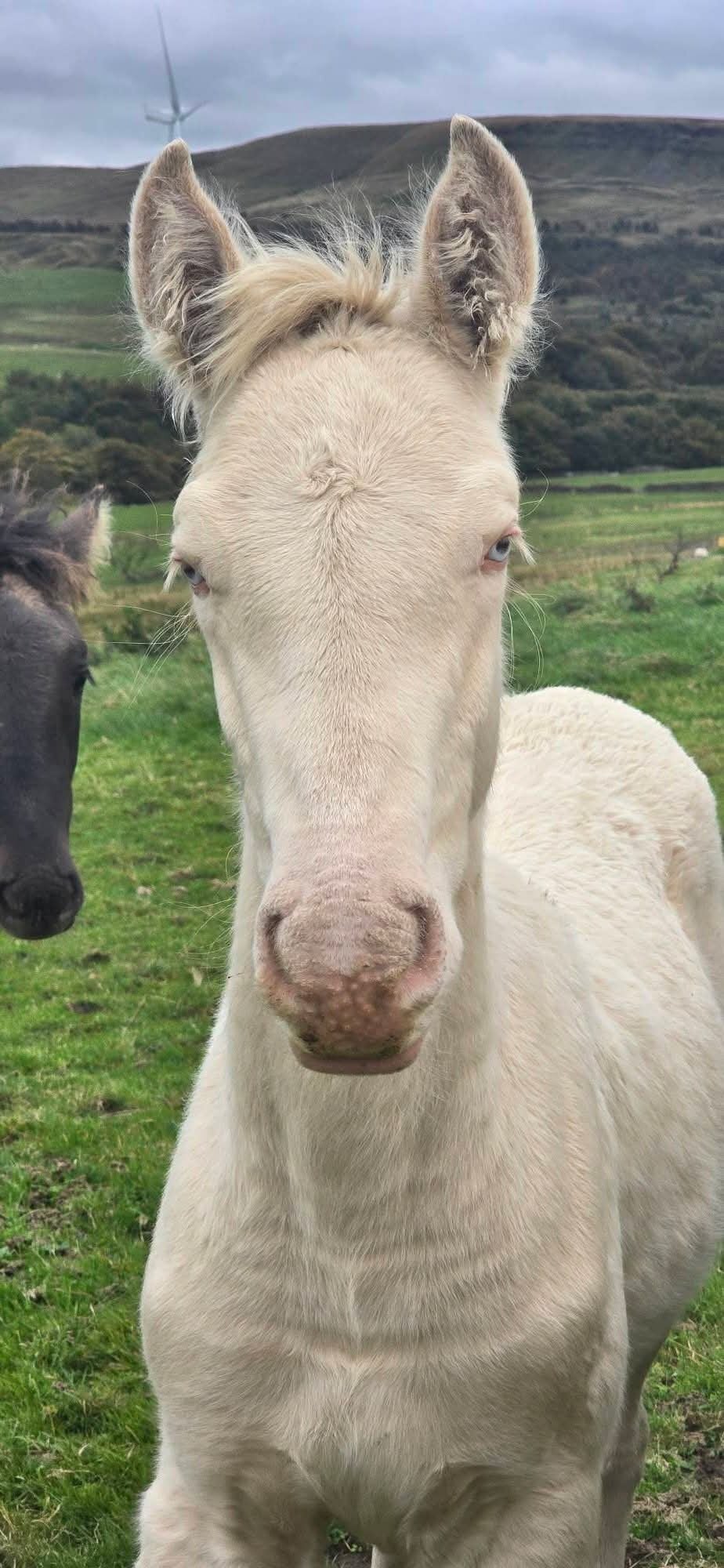 Burnley "Cream" Cremello Colt Youngstock / Foal
