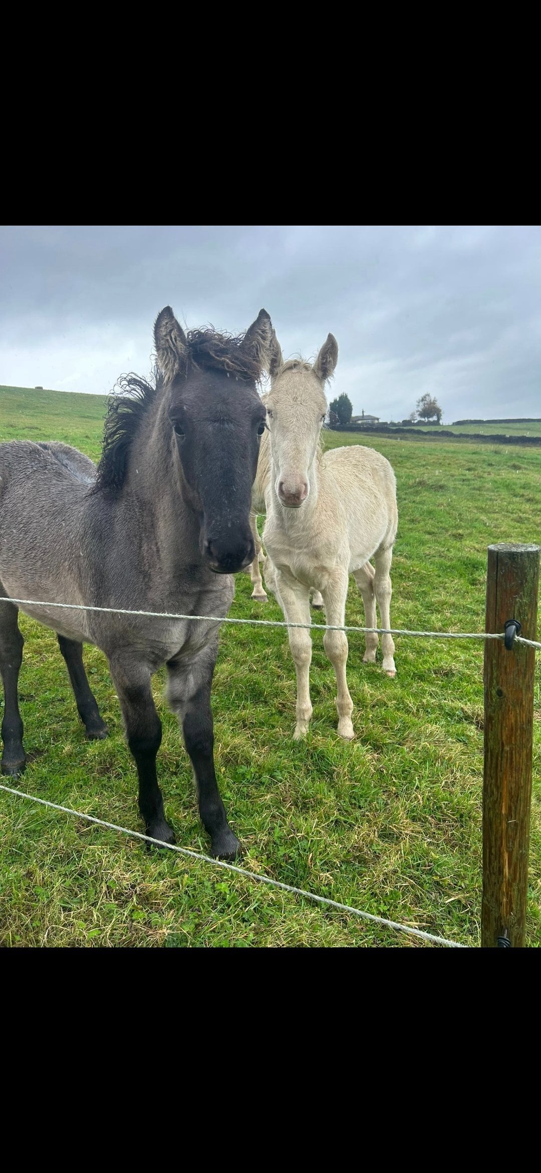 "Cream" Cremello Colt Youngstock / Foal - Horses in Burnley