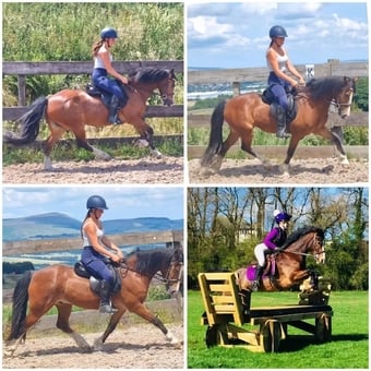"Kengarth micky " Bay Roan Gelding Pony Club Pony