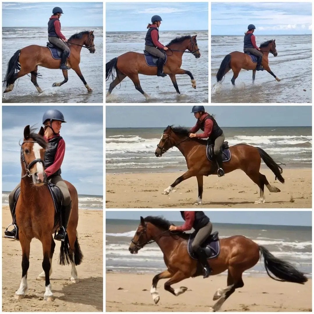 "Kengarth micky " Bay Roan Gelding Pony Club Pony