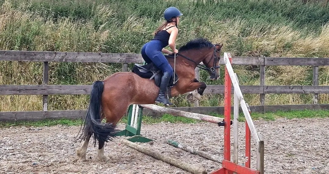 "Kengarth micky " Bay Roan Gelding Pony Club Pony - Horses in Burnley