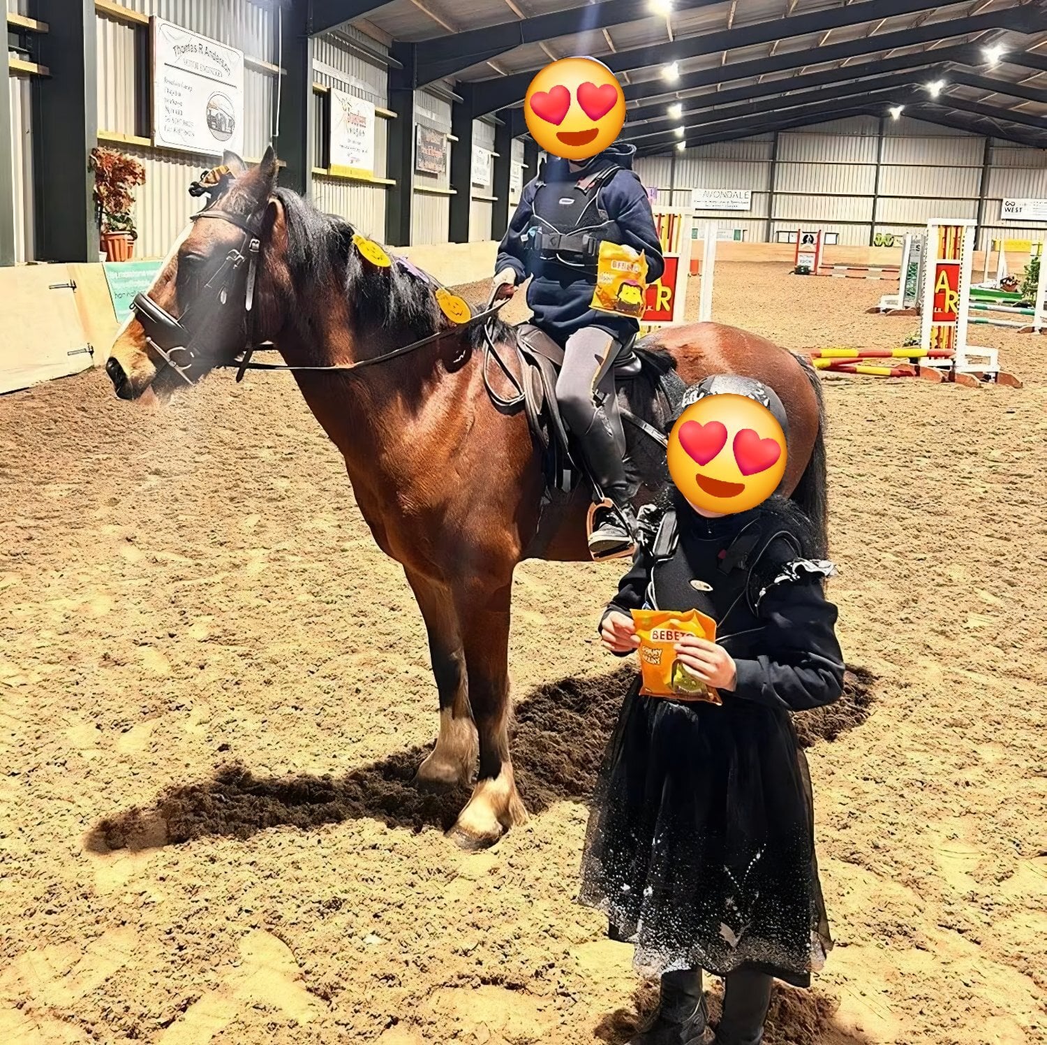 "Kengarth micky " Bay Roan Gelding Pony Club Pony - Horses