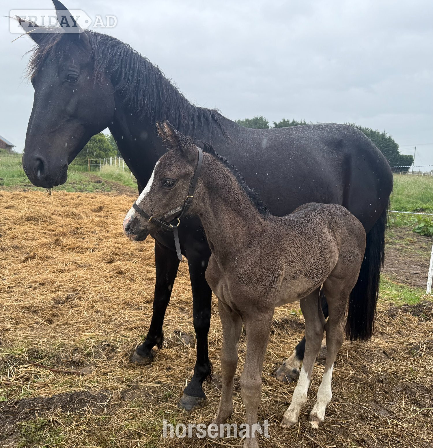 "D'Alliante and Diamante Silva" Black Mare Broodmare in Gedney Hill