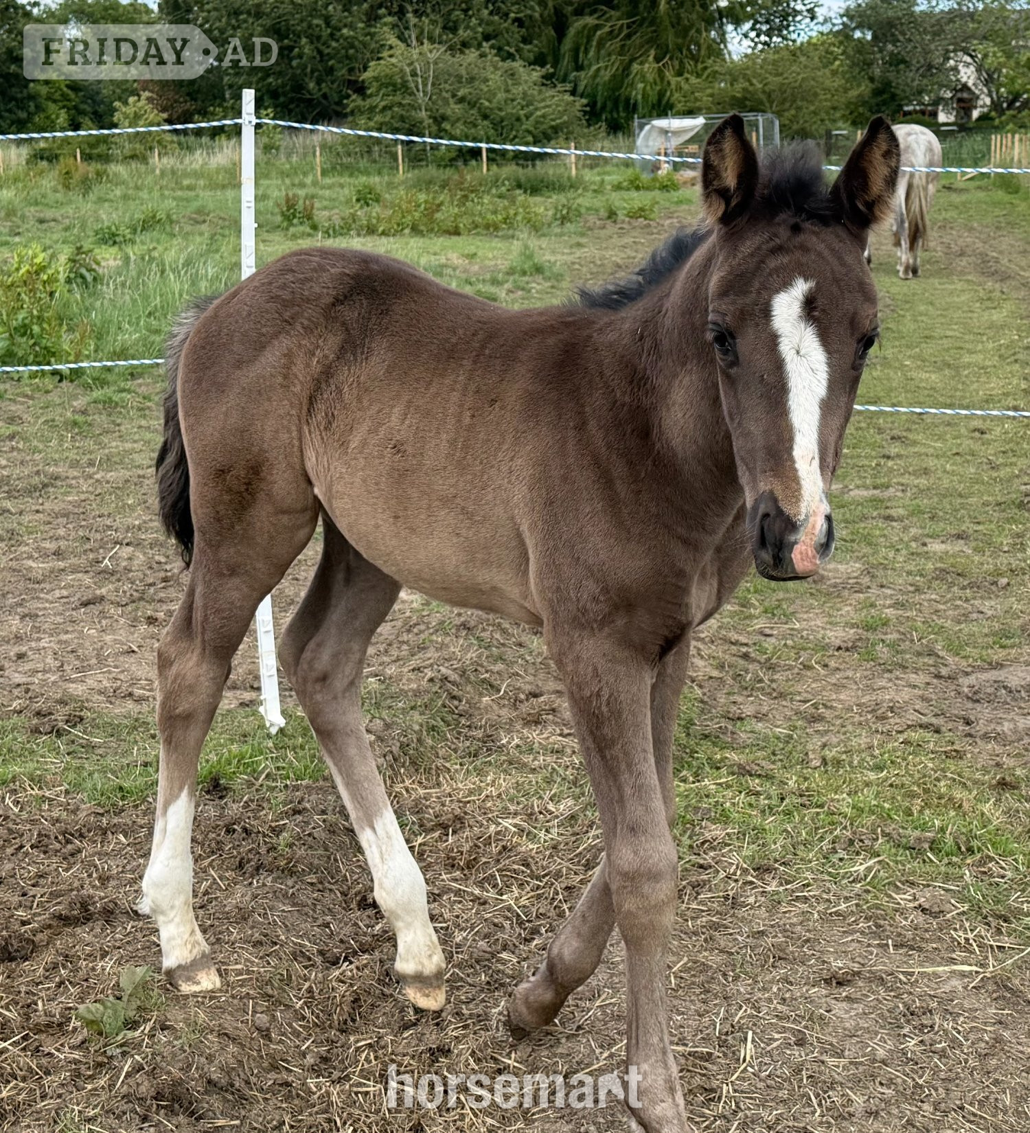"D'Alliante and Diamante Silva" Black Mare Broodmare