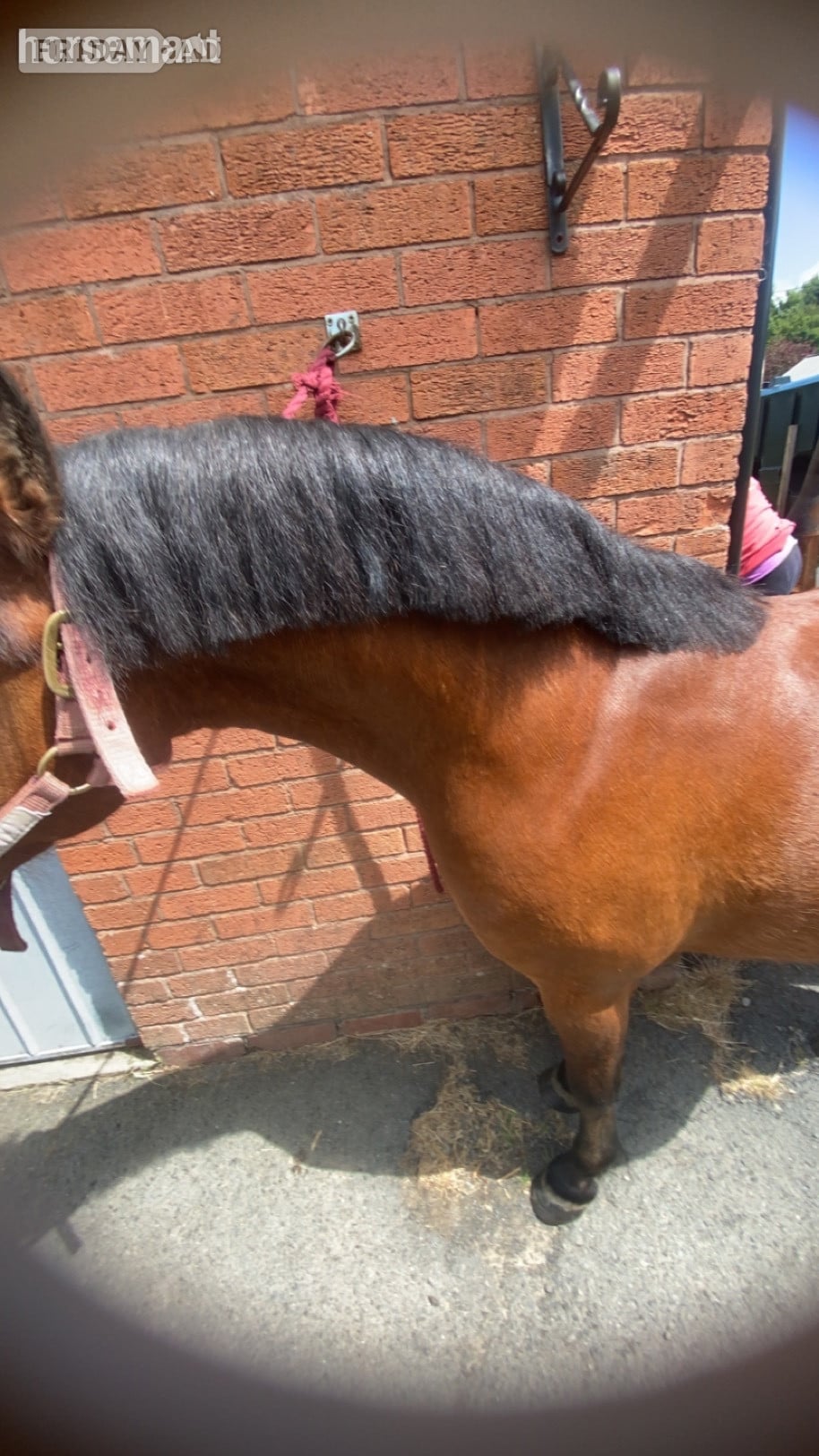 Shrewsbury "Rusty" Bay Gelding Lead Rein/First Ridden Pony