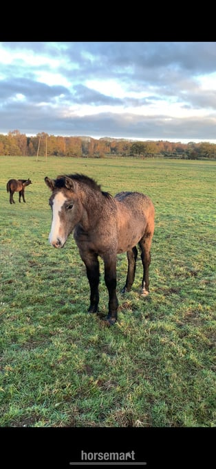"Percheron x Connemara colt foal " Iron Grey Colt Youngstock / Foal