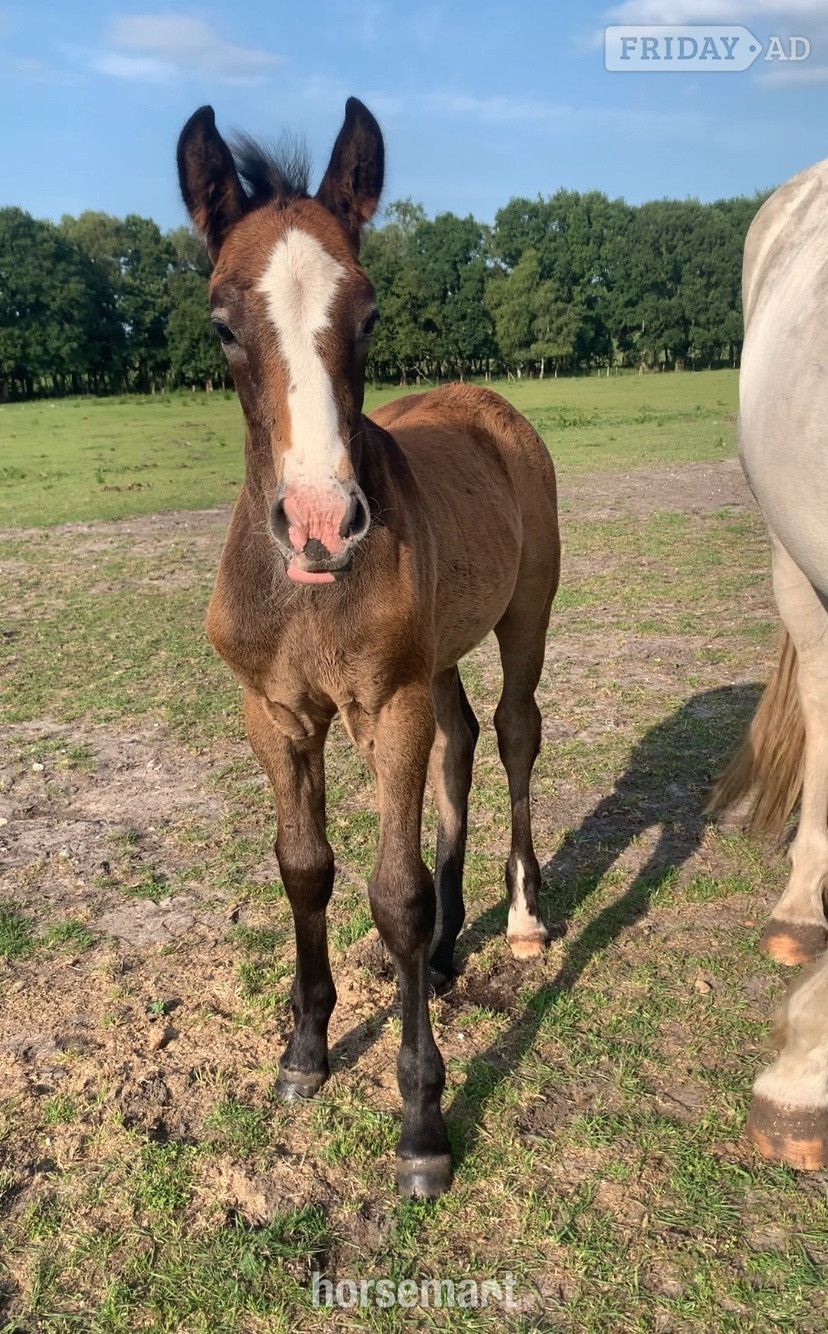 "Percheron x Connemara colt foal " Iron Grey Colt Youngstock / Foal