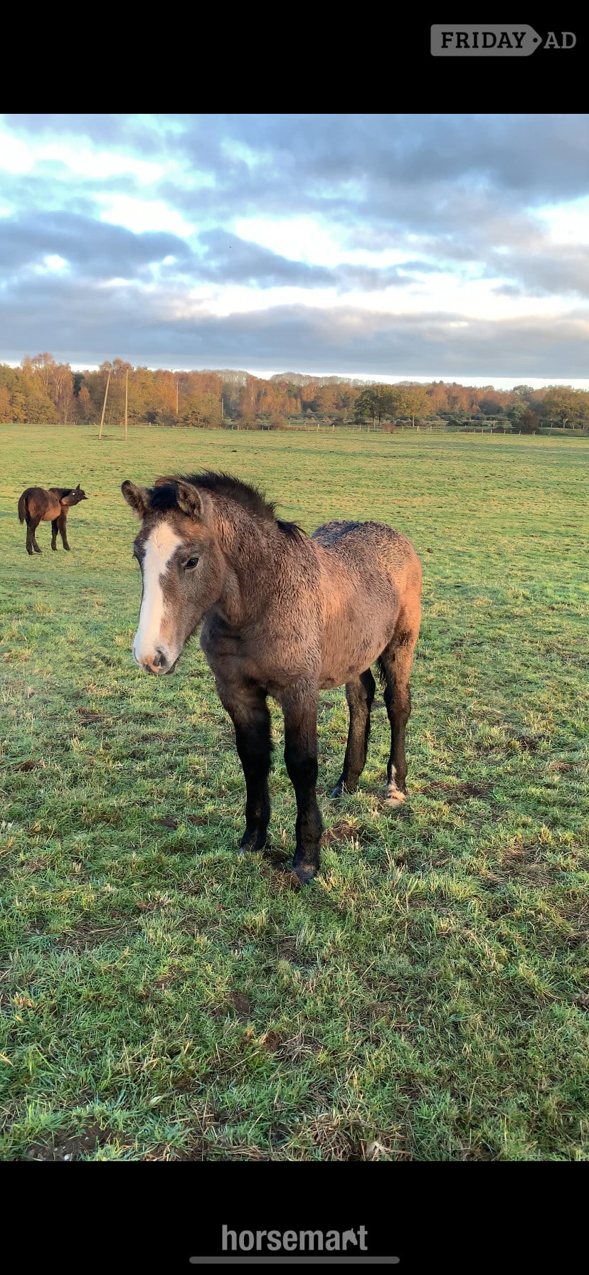 "Percheron x Connemara colt foal " Iron Grey Colt Youngstock / Foal in King's Lynn
