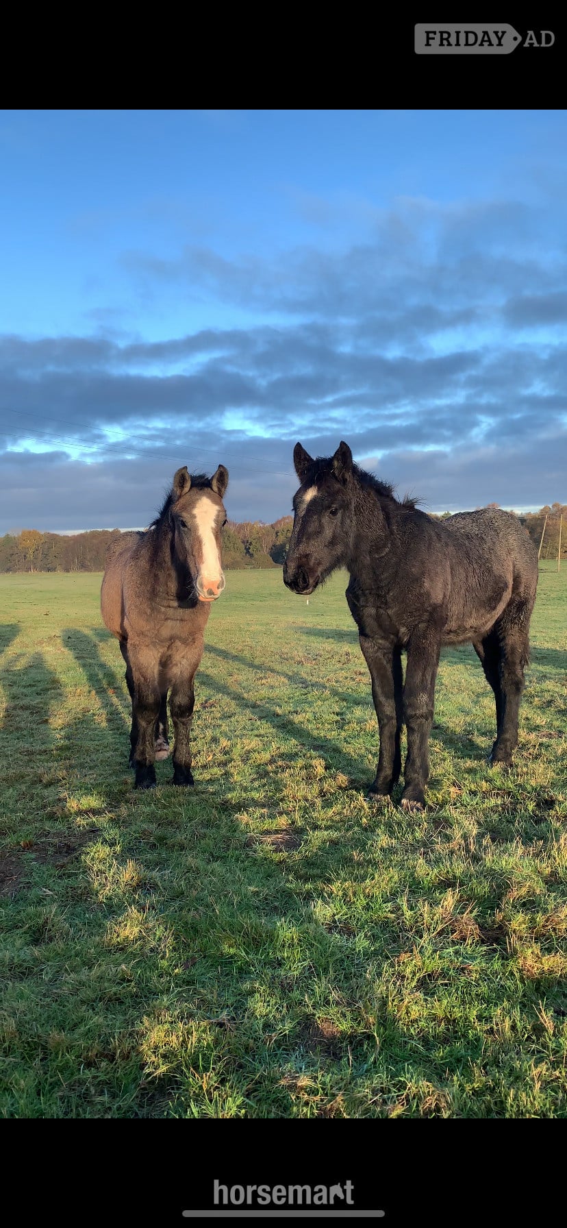 "Percheron x Connemara colt foal " Iron Grey Colt Youngstock / Foal -  in King's Lynn