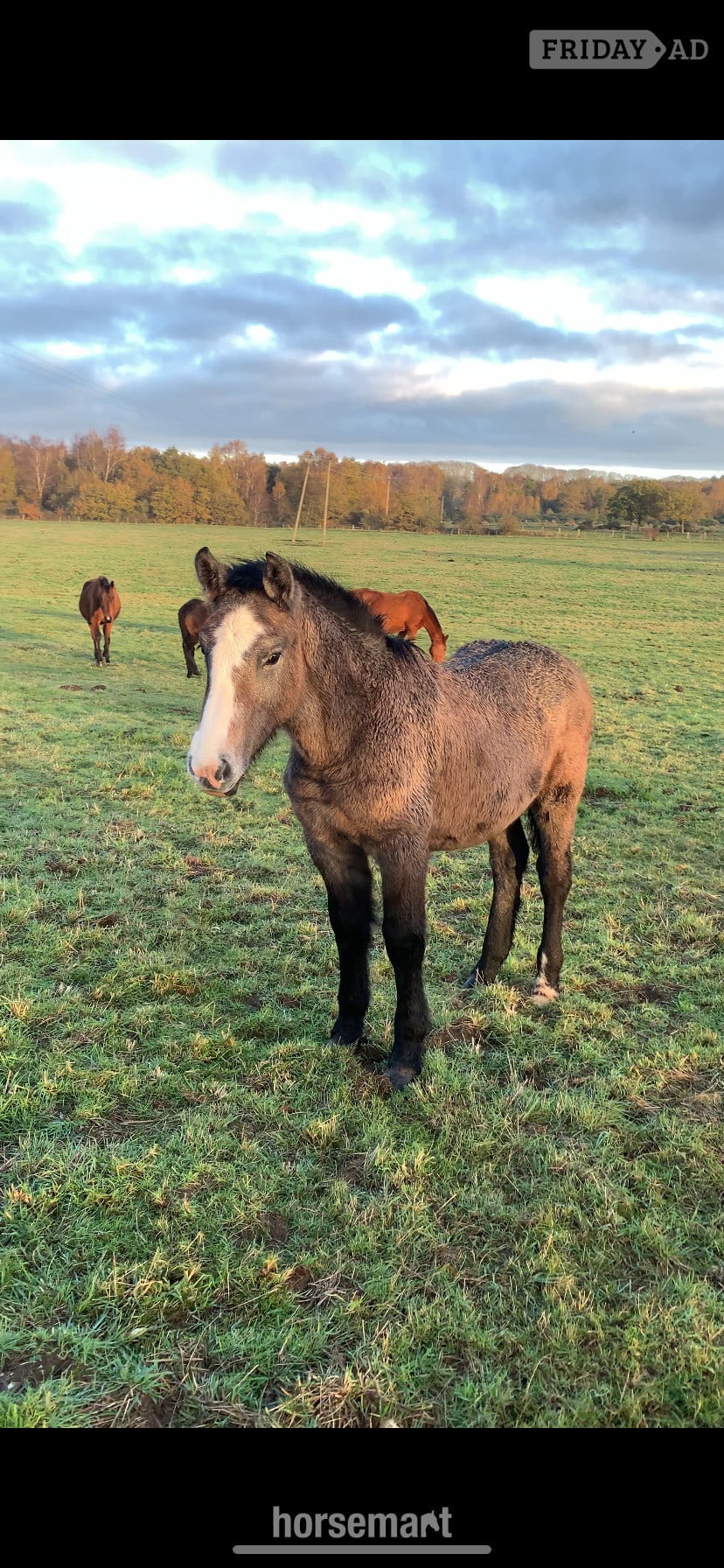 King's Lynn "Percheron x Connemara colt foal " Iron Grey Colt Youngstock / Foal