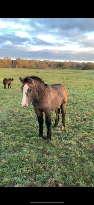 "Percheron x Connemara colt foal " Iron Grey Colt Youngstock / Foal