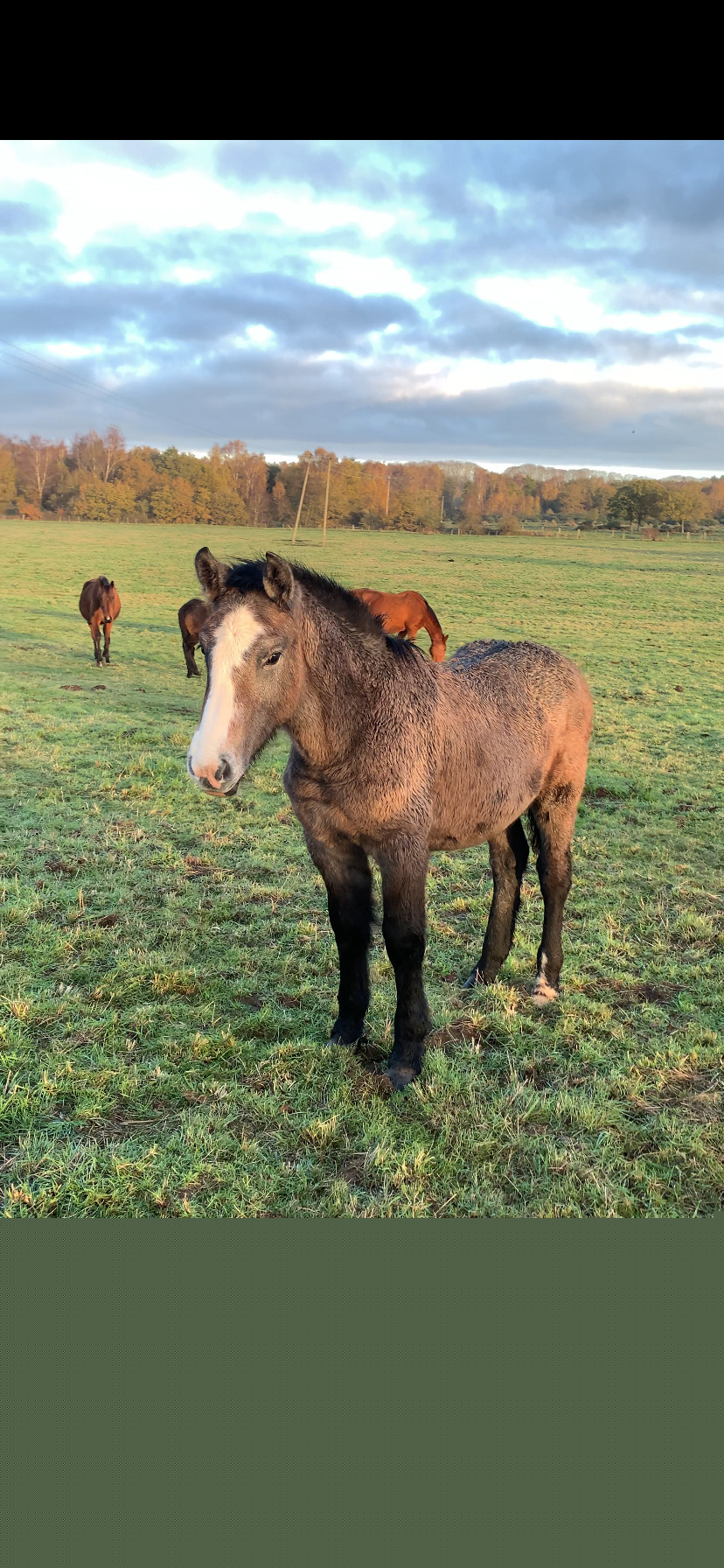 King's Lynn "Percheron x Connemara colt foal " Iron Grey Colt Youngstock / Foal