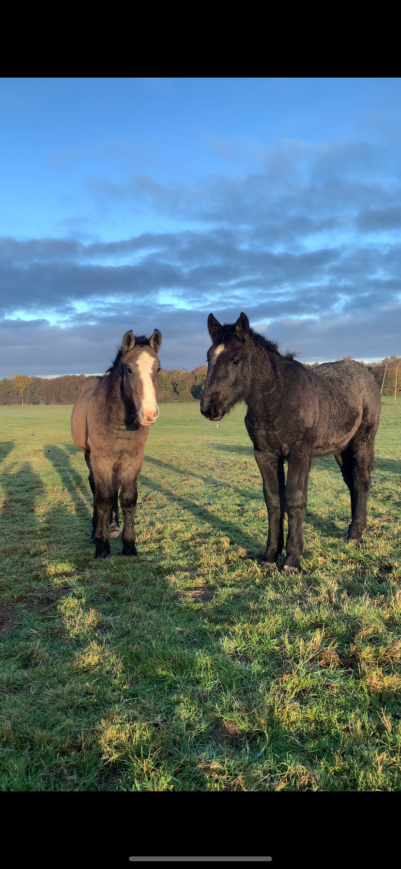 "Percheron x Connemara colt foal " Iron Grey Colt Youngstock / Foal - Horses in King's Lynn