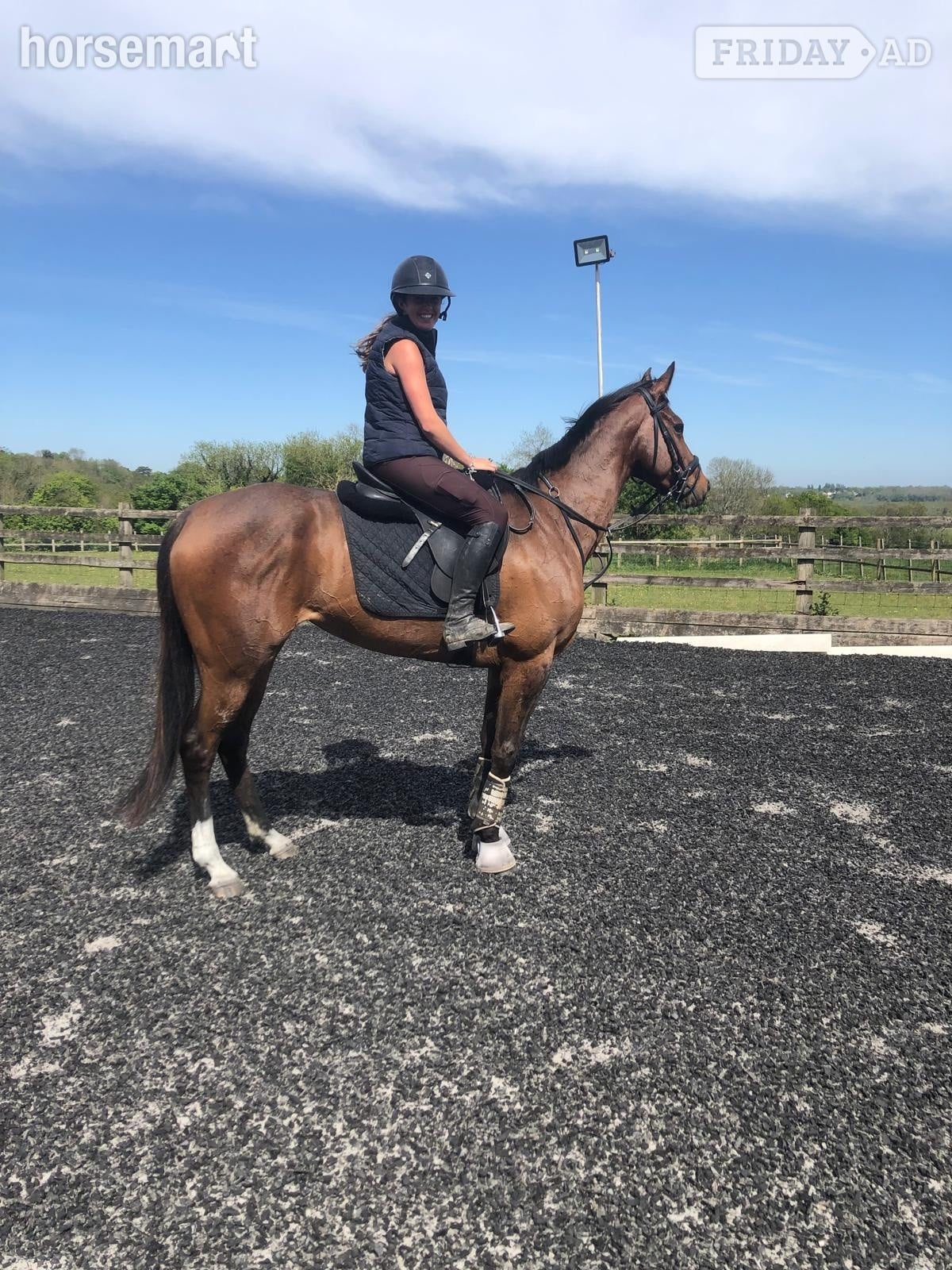 "Fiona" Bay Mare All Rounder in Chipstead